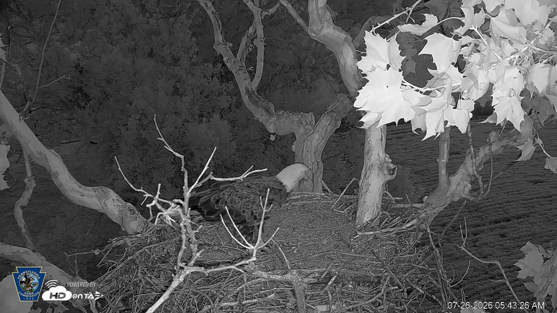 Snapshot of PA Farm Country Eagles Live Cams taken Jul 26, 2026, 5:44am EDT