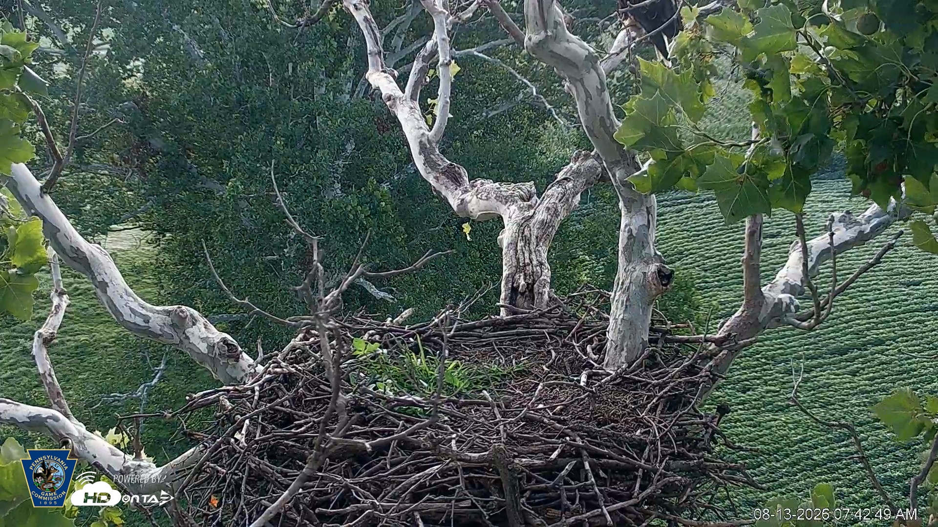 Snapshot of PA Farm Country Eagles Live Cams taken Aug 13, 2026, 7:43am EDT