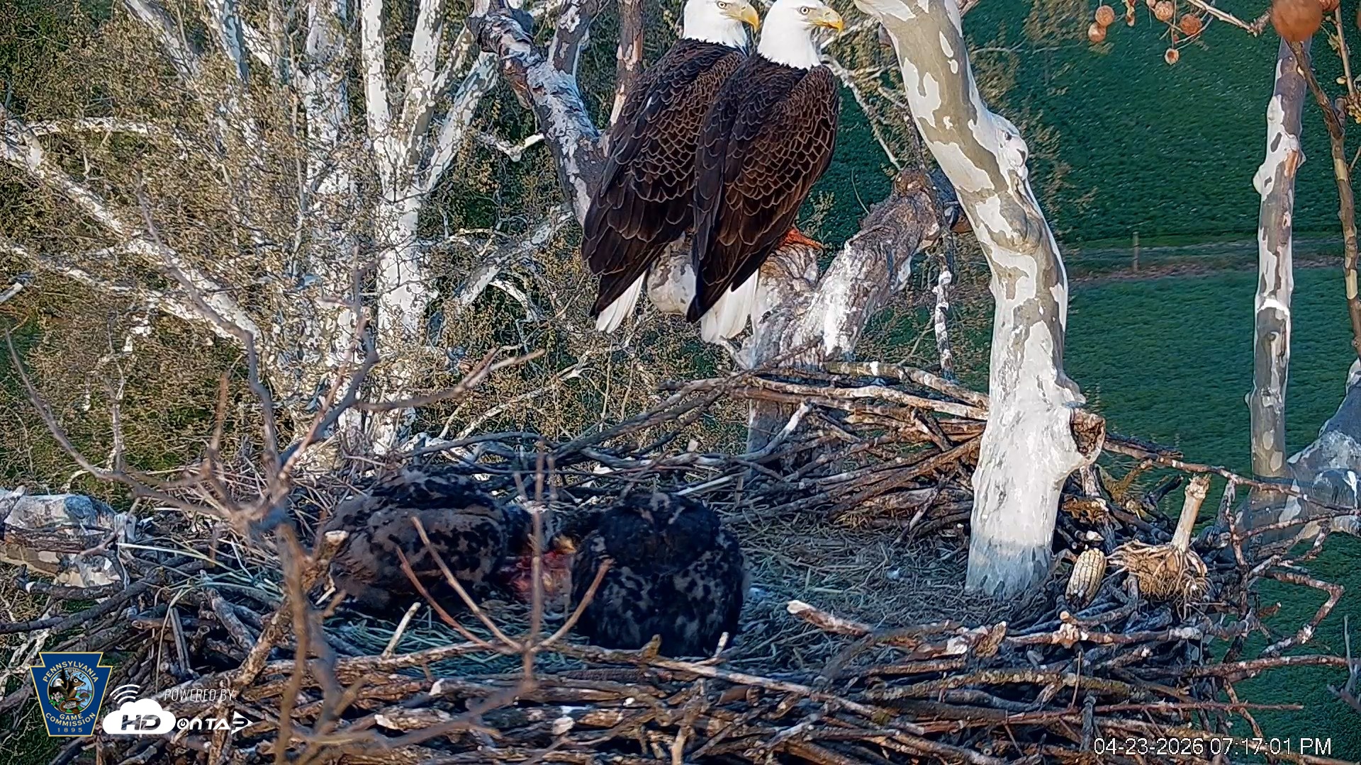 Snapshot of PA Farm Country Eagles Live Cams taken Apr 23, 2026, 7:18pm EDT