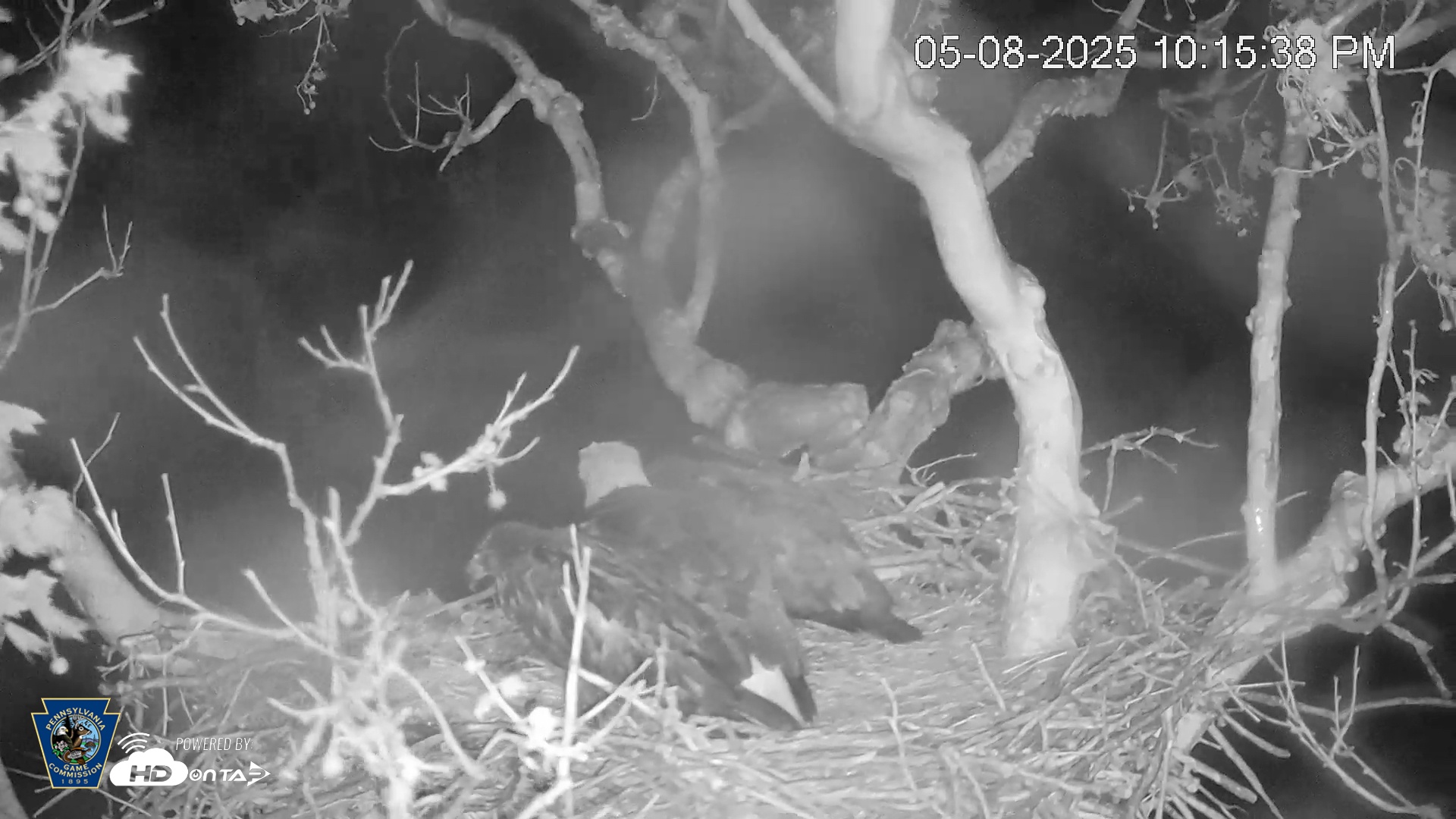 Snapshot of PA Farm Country Eagles Live Cams taken May 8, 2025, 10:18pm EDT