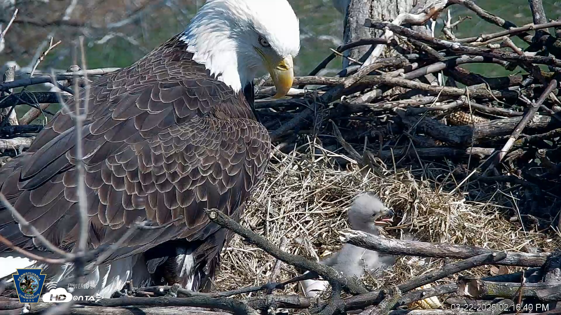 Snapshot of PA Farm Country Eagles Live Cams taken Mar 22, 2026, 2:17pm EDT