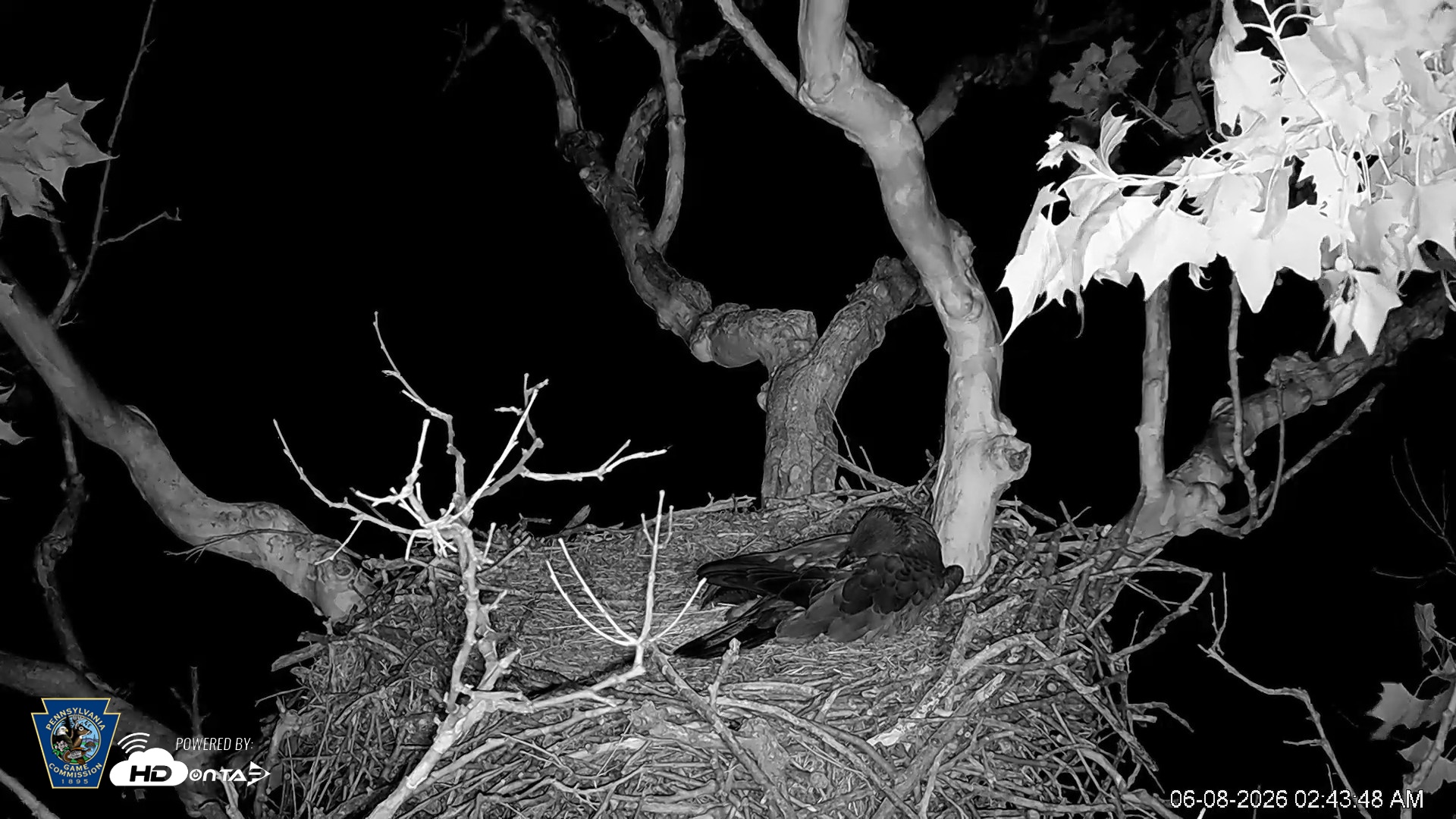Snapshot of PA Farm Country Eagles Live Cams taken Jun 8, 2026, 2:44am EDT