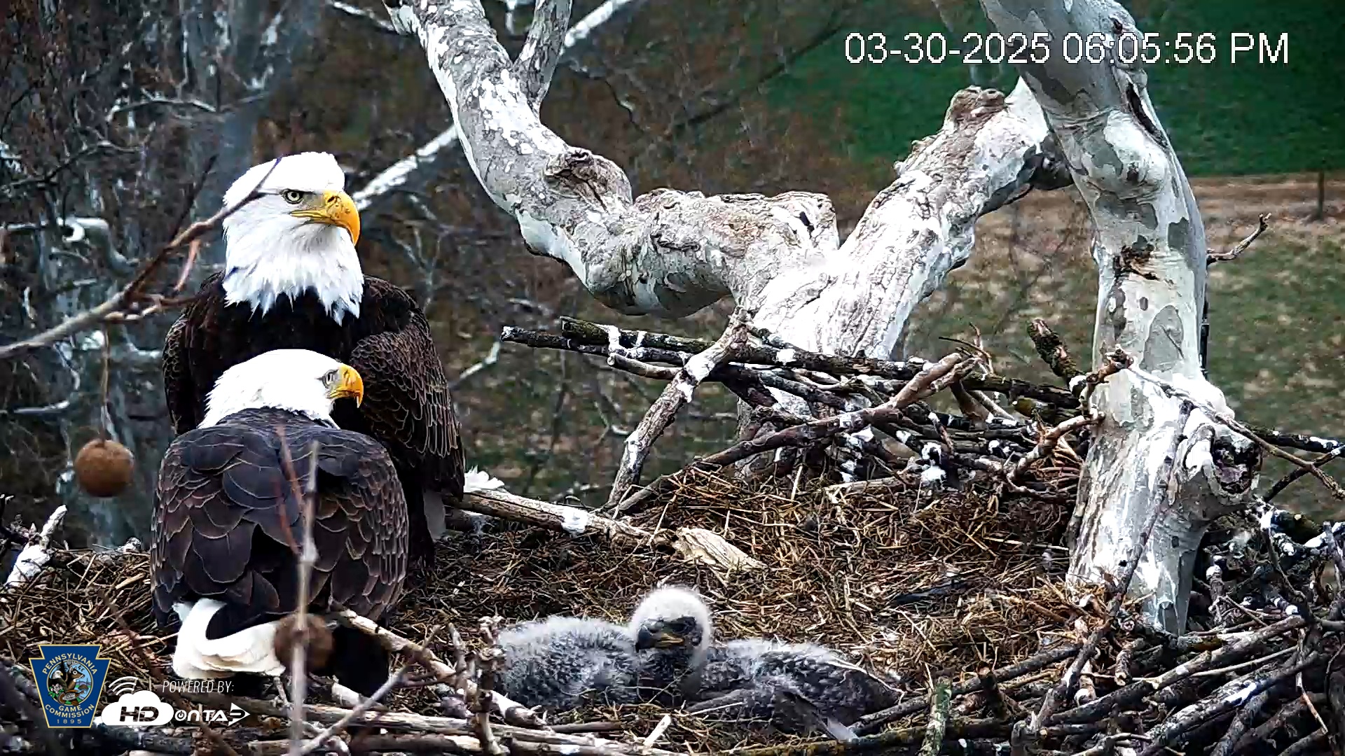 Snapshot of PA Farm Country Eagles Live Cams taken Mar 30, 2025, 6:06pm EDT
