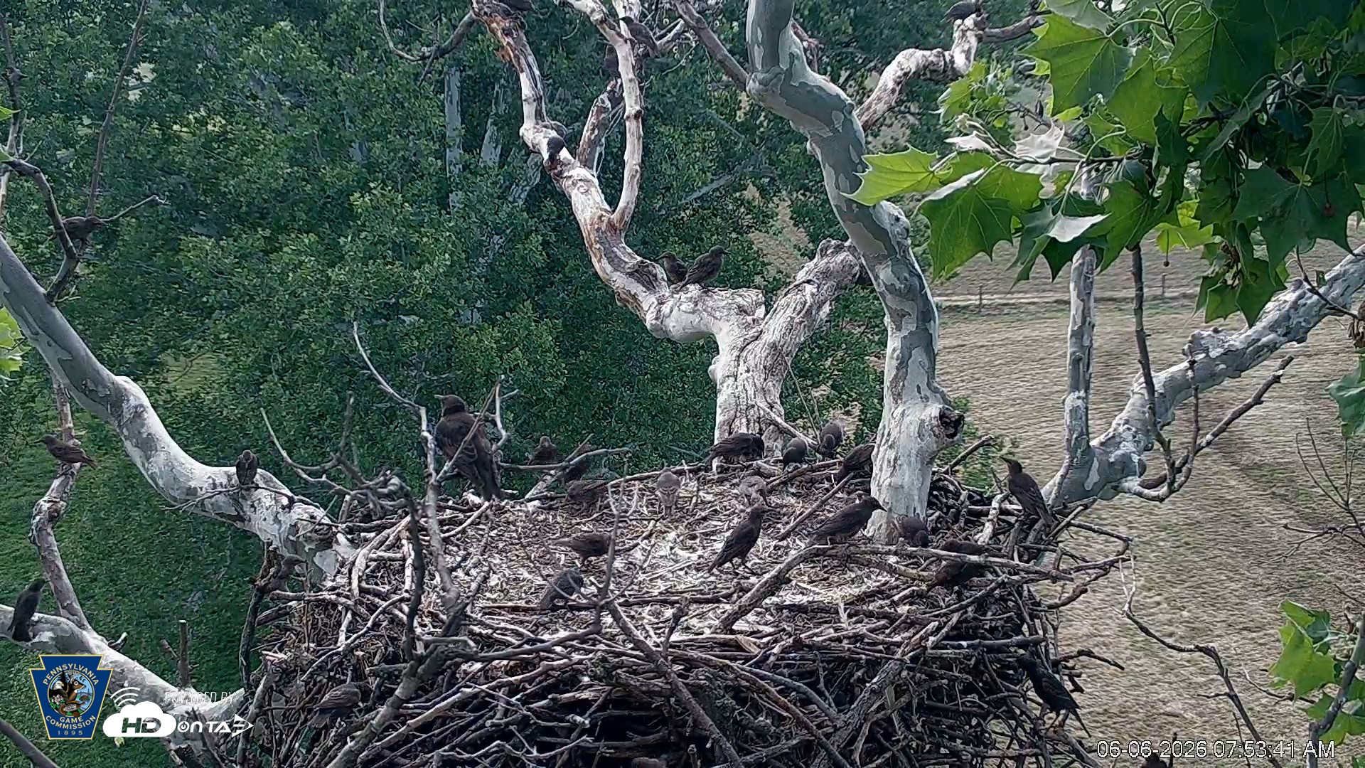 Snapshot of PA Farm Country Eagles Live Cams taken Jun 6, 2026, 7:54am EDT
