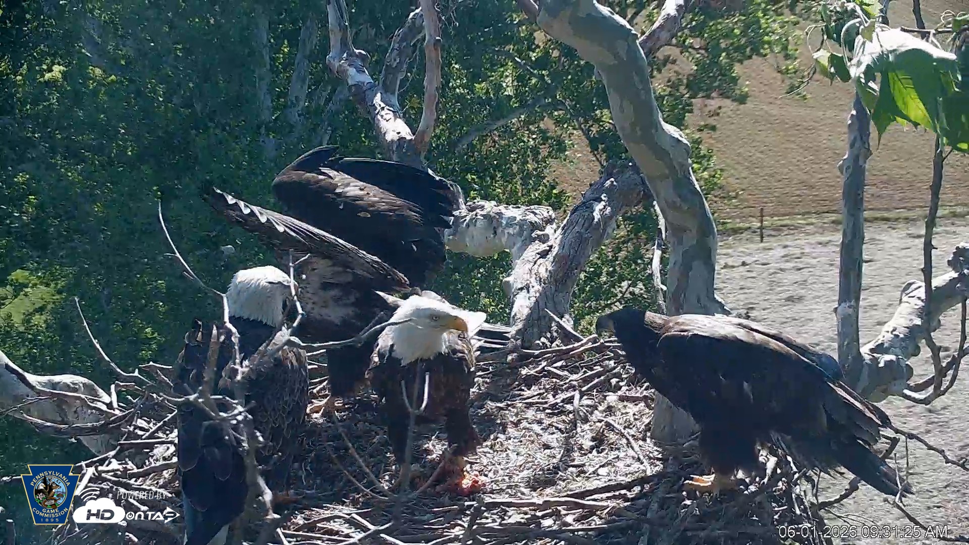 Snapshot of PA Farm Country Eagles Live Cams taken Jun 1, 2026, 9:32am EDT