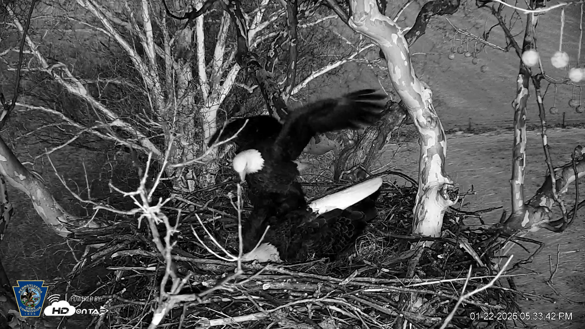 Snapshot of PA Farm Country Eagles Live Cams taken Jan 22, 2026, 5:34pm EST