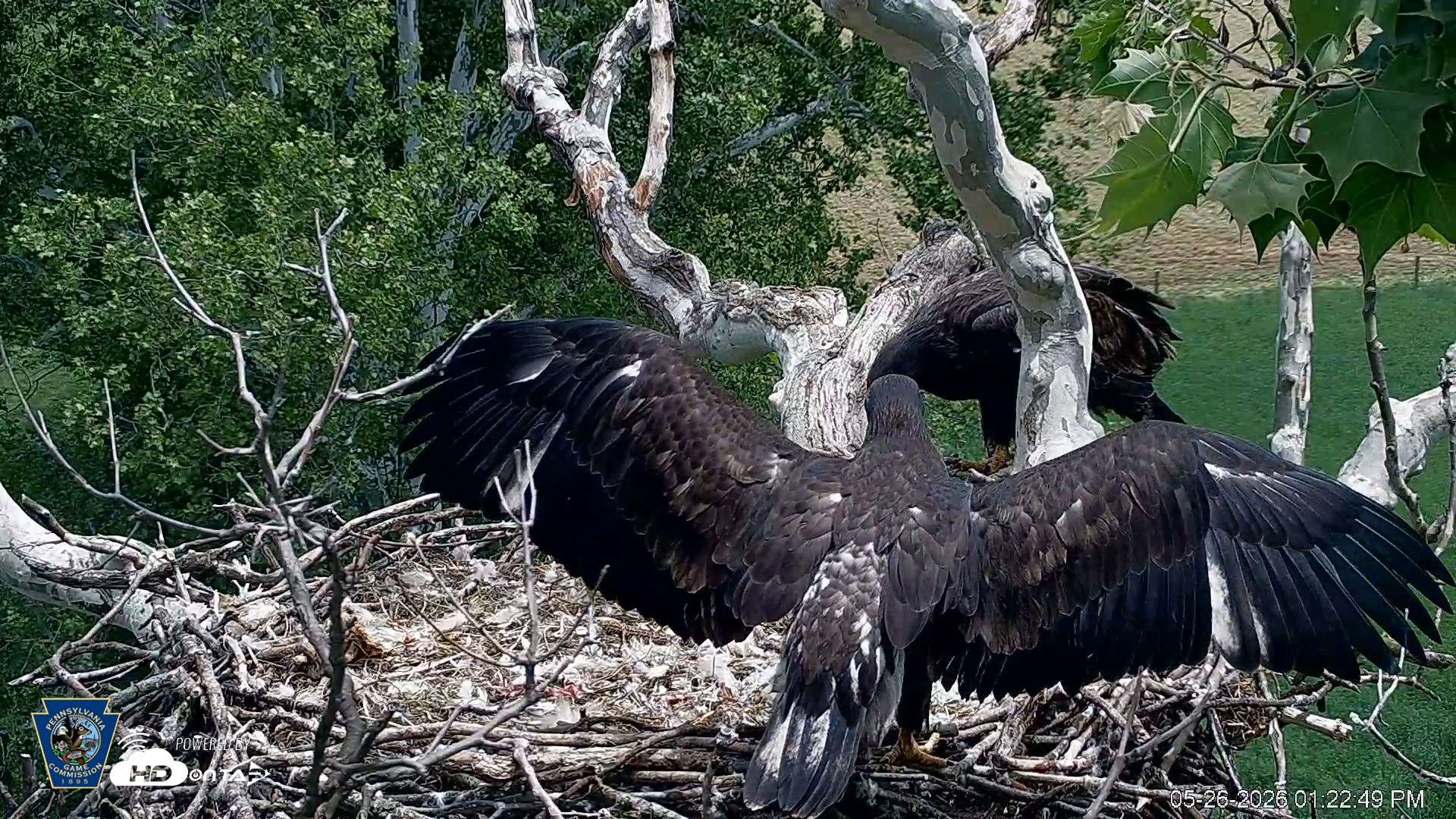 Snapshot of PA Farm Country Eagles Live Cams taken May 26, 2026, 1:23pm EDT