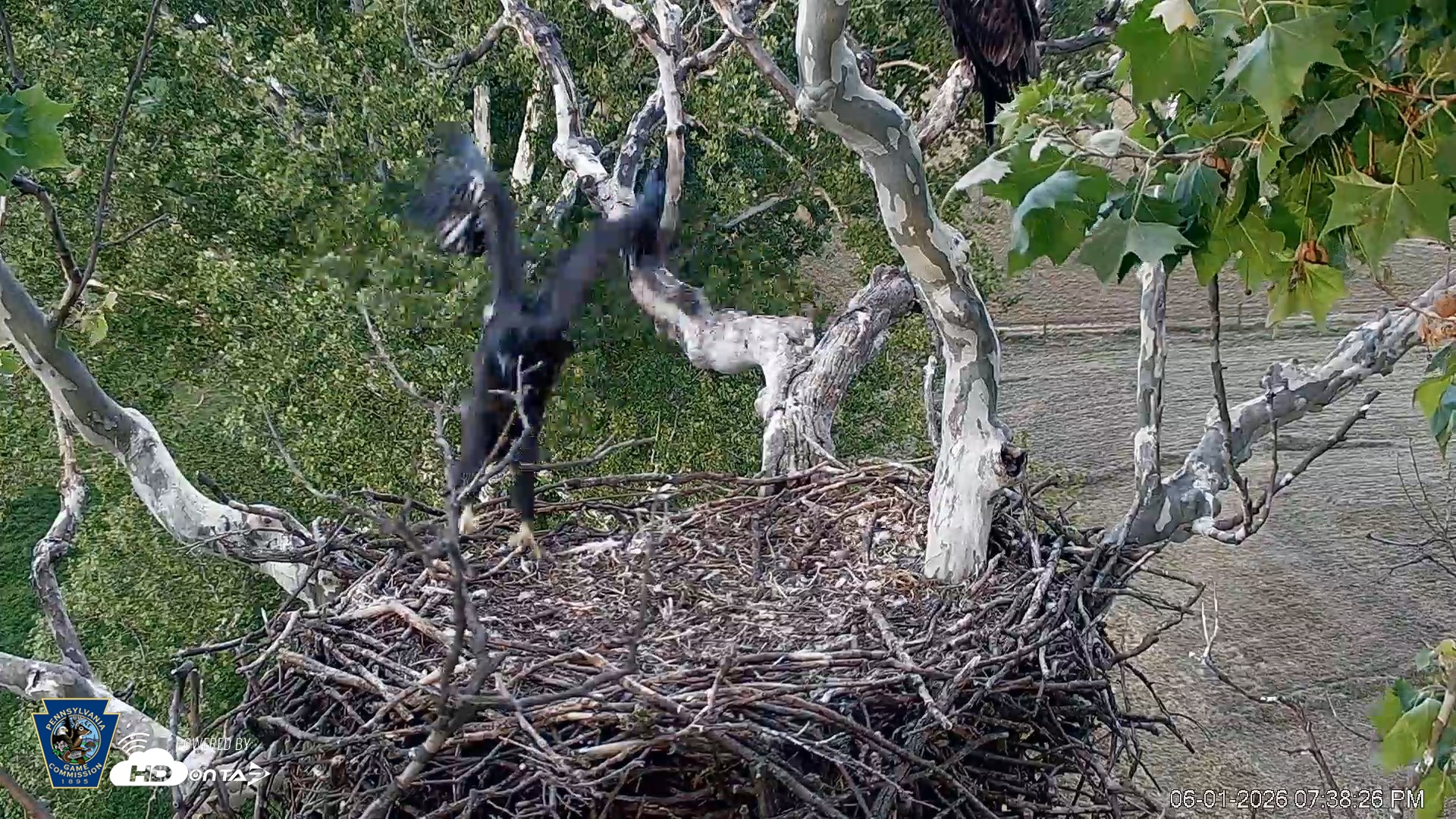 Snapshot of PA Farm Country Eagles Live Cams taken Jun 1, 2026, 7:39pm EDT