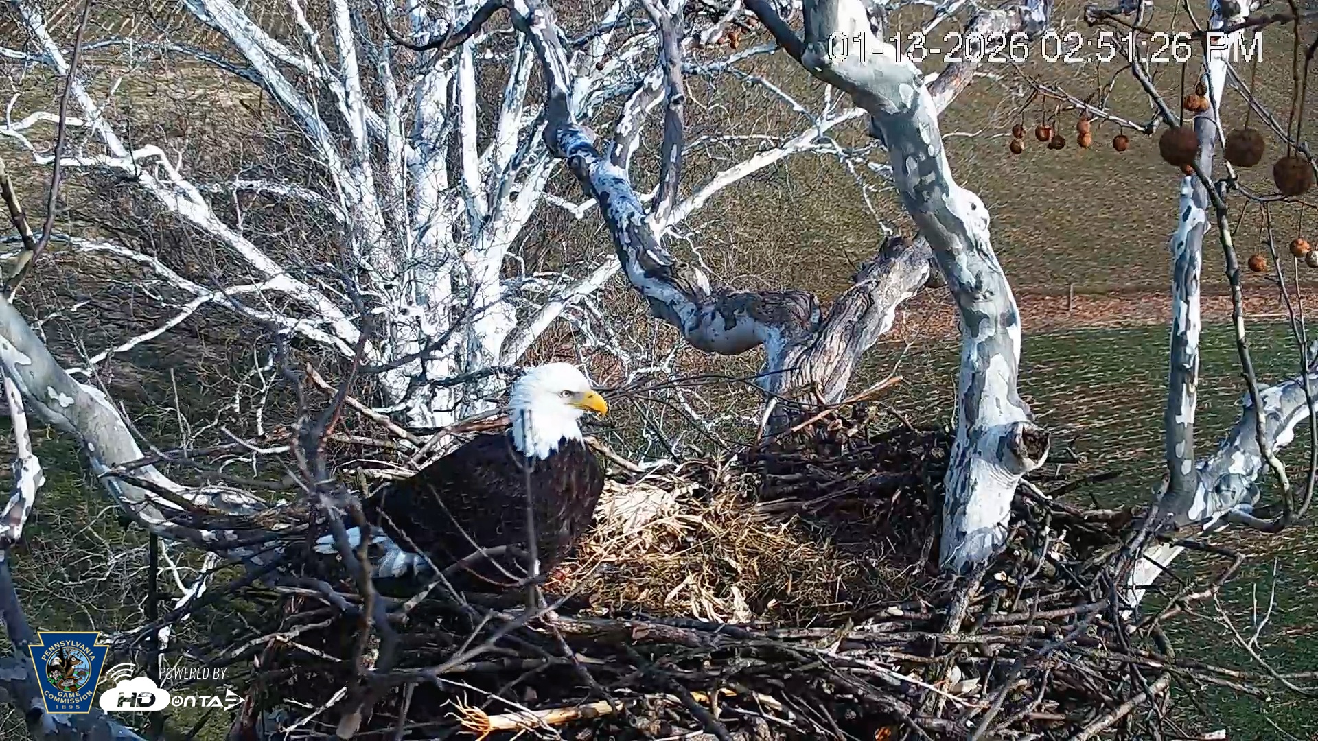 Snapshot of PA Farm Country Eagles Live Cams taken Jan 13, 2026, 2:52pm EST