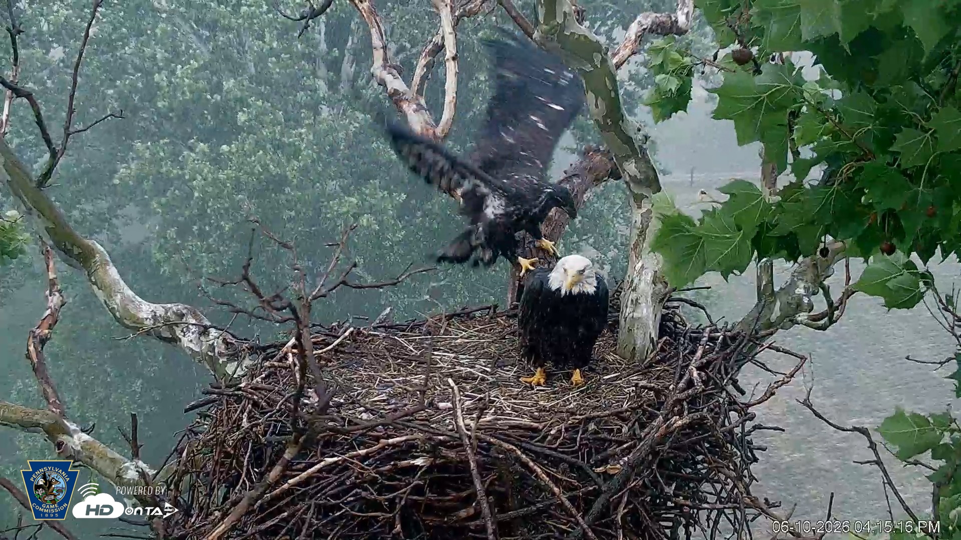 Snapshot of PA Farm Country Eagles Live Cams taken Jun 10, 2026, 4:16pm EDT