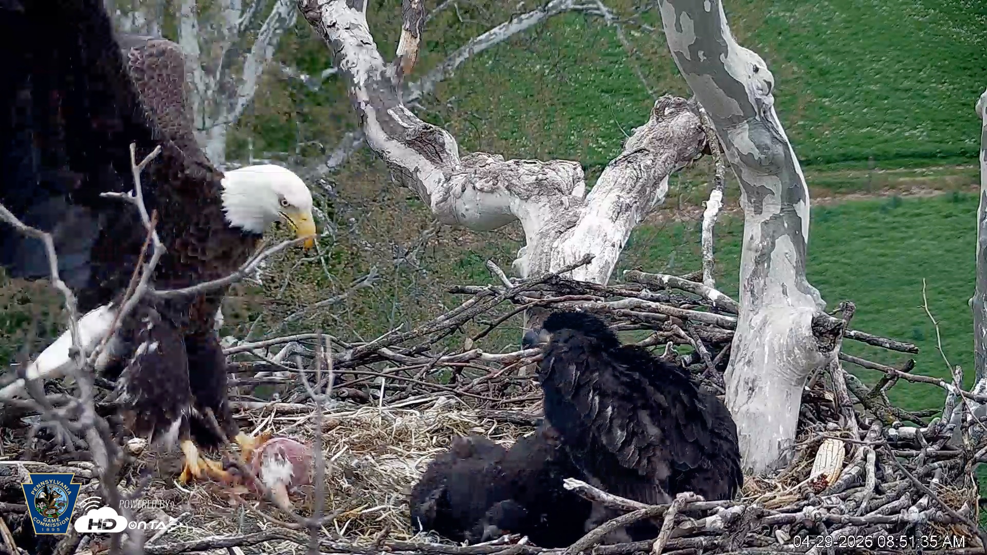 Snapshot of PA Farm Country Eagles Live Cams taken Apr 29, 2026, 8:54am EDT
