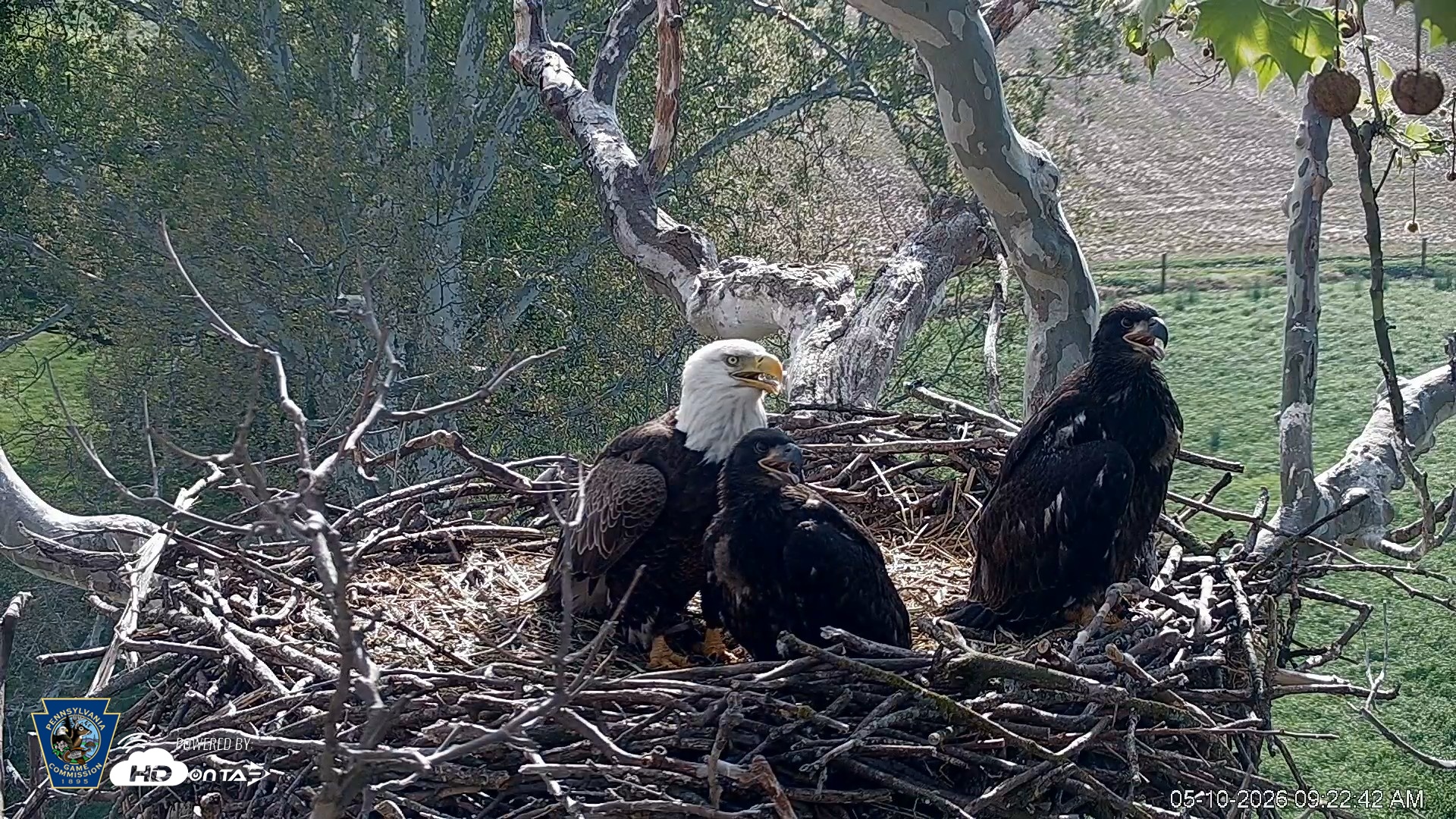 Snapshot of PA Farm Country Eagles Live Cams taken May 10, 2026, 9:23am EDT