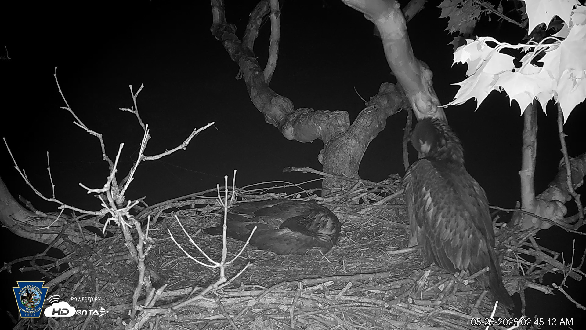 Snapshot of PA Farm Country Eagles Live Cams taken May 26, 2026, 2:46am EDT