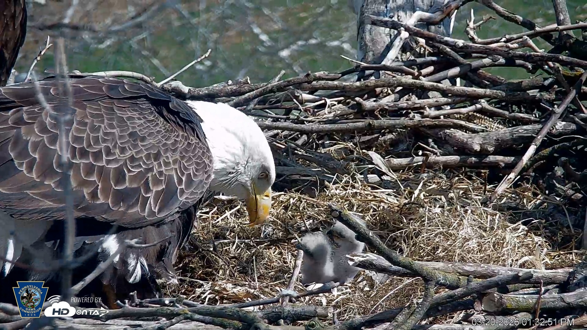 Snapshot of PA Farm Country Eagles Live Cams taken Mar 20, 2026, 1:33pm EDT