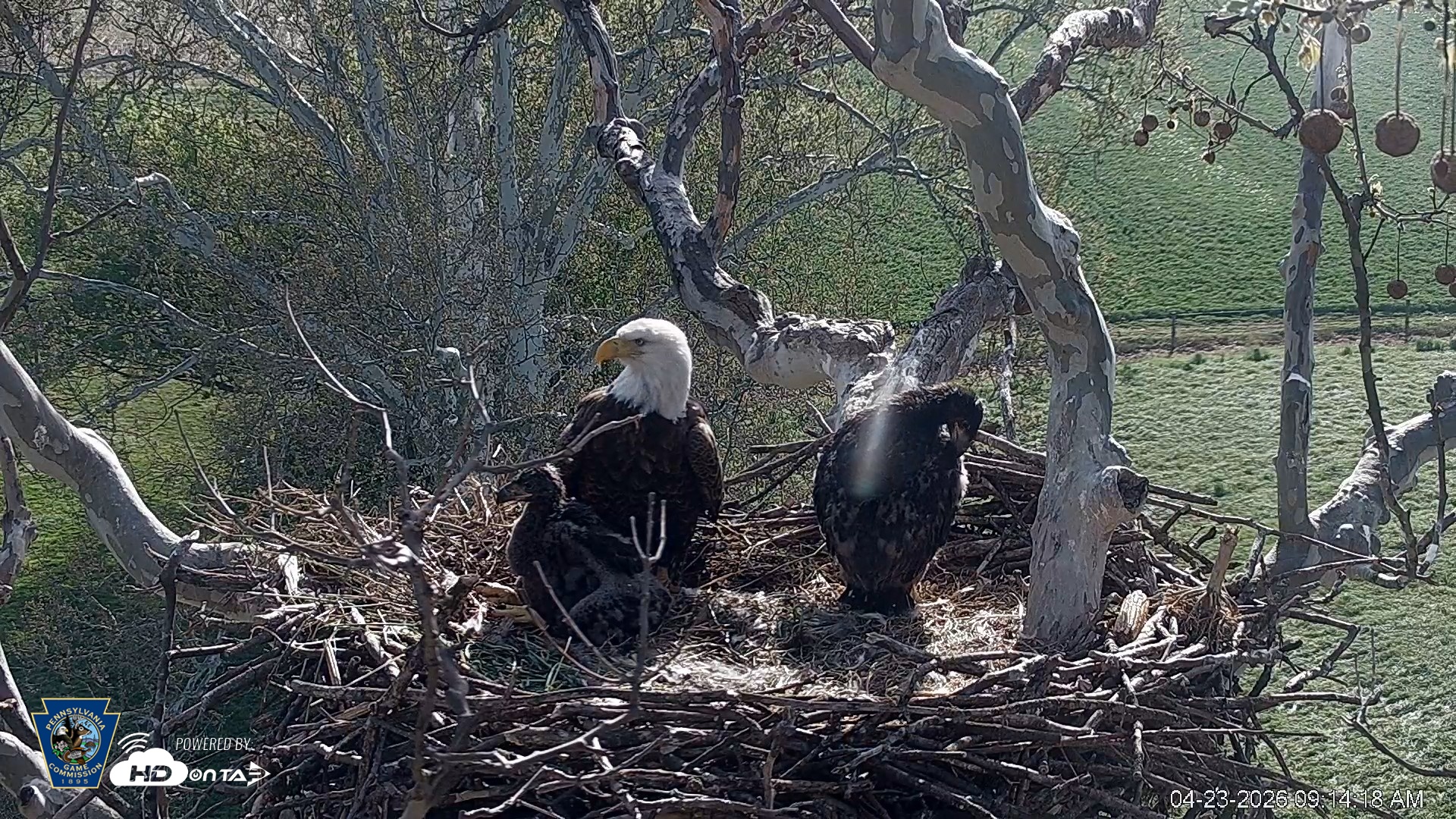 Snapshot of PA Farm Country Eagles Live Cams taken Apr 23, 2026, 9:15am EDT
