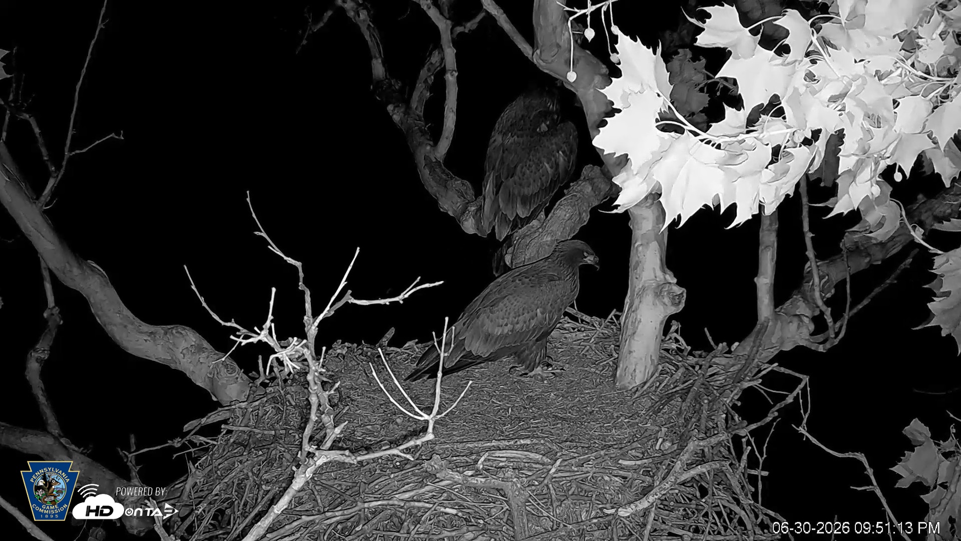Snapshot of PA Farm Country Eagles Live Cams taken Jun 30, 2026, 9:52pm EDT