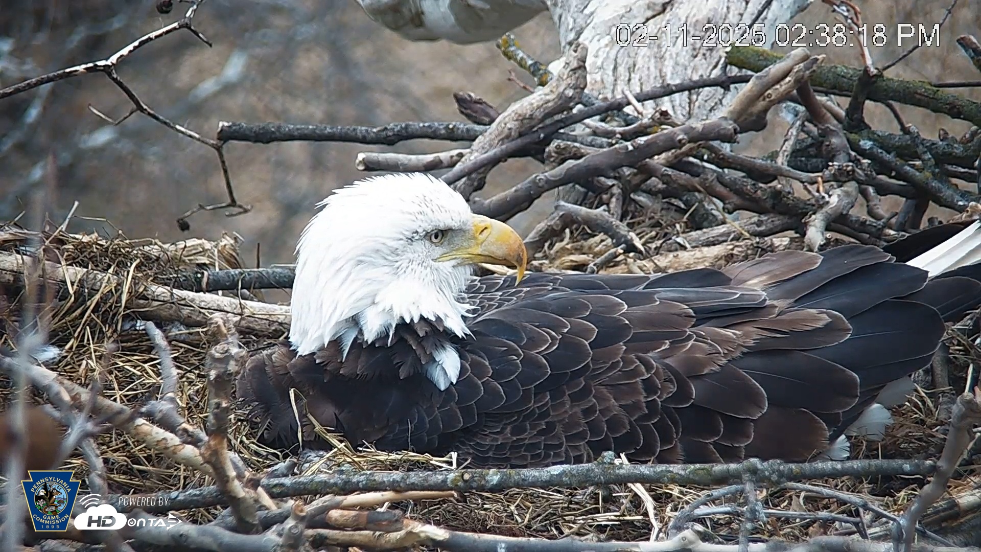 Snapshot of PA Farm Country Eagles Live Cams taken Feb 11, 2025, 2:38pm EST