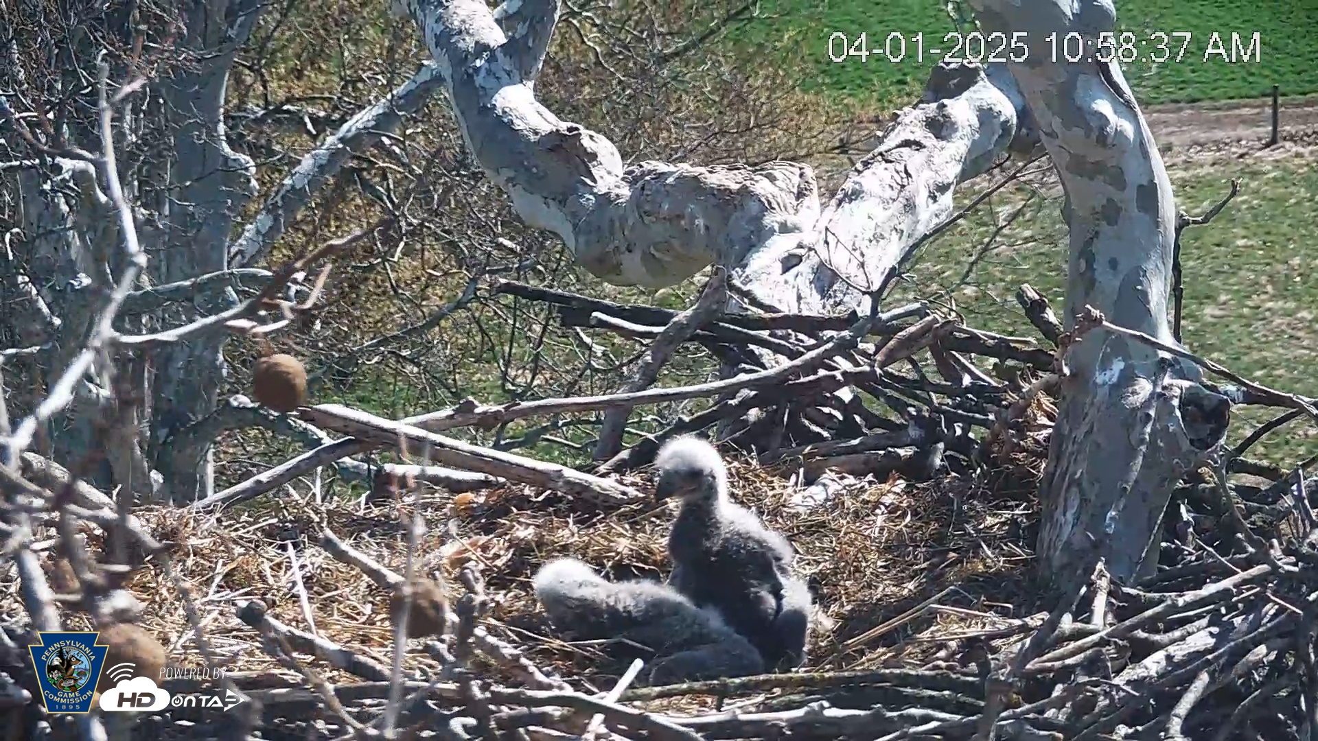 Snapshot of PA Farm Country Eagles Live Cams taken Apr 1, 2025, 10:59am EDT