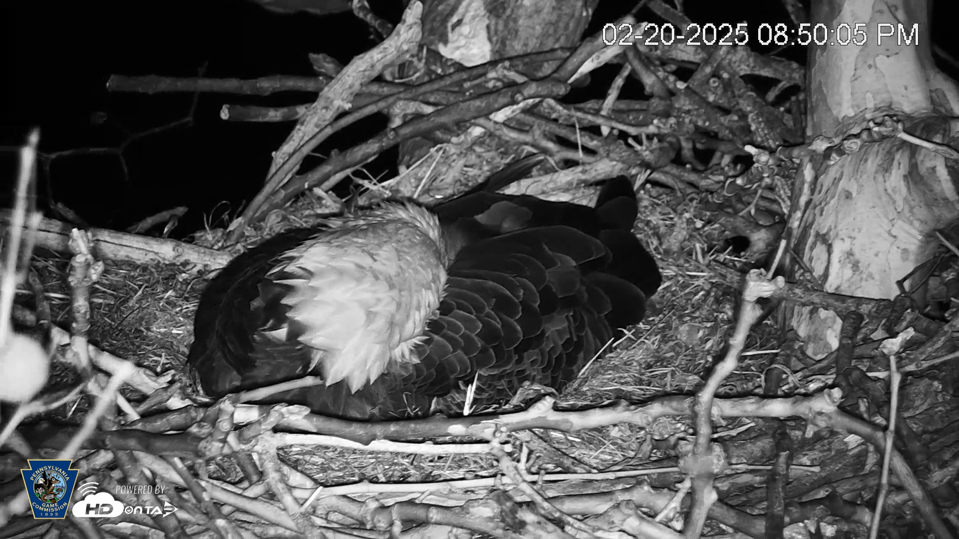 Snapshot of PA Farm Country Eagles Live Cams taken Feb 20, 2025, 8:51pm EST