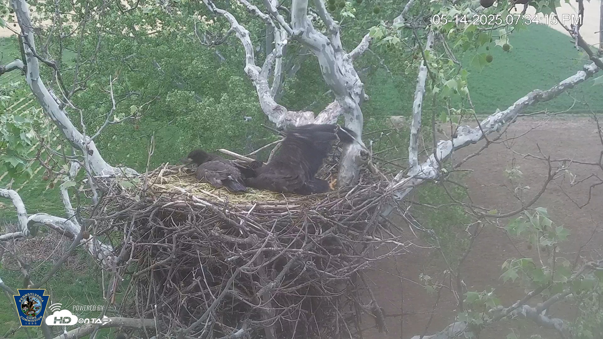 Snapshot of PA Farm Country Eagles Live Cams taken May 14, 2025, 7:34pm EDT