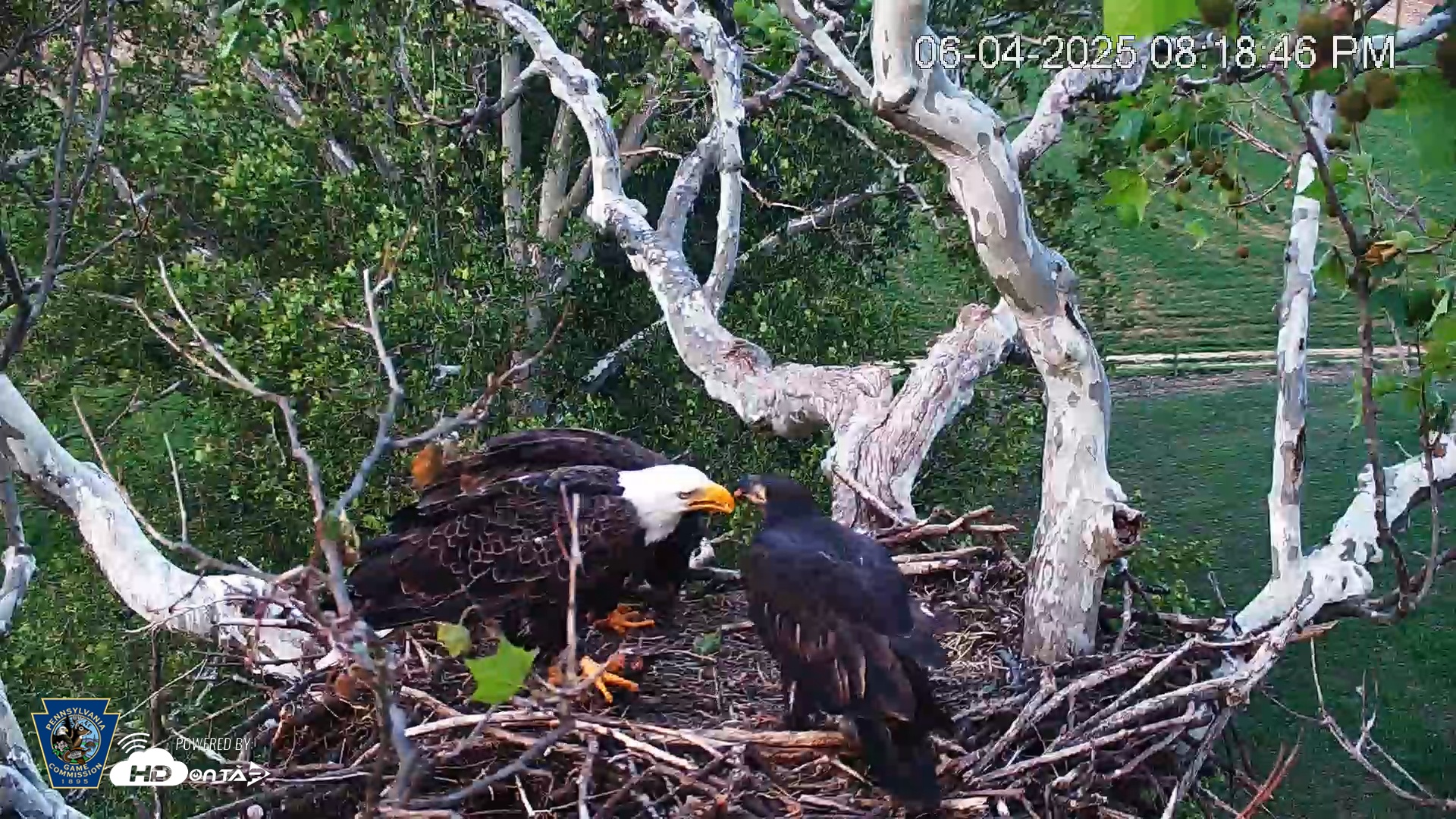 Snapshot of PA Farm Country Eagles Live Cams taken Jun 4, 2025, 8:19pm EDT