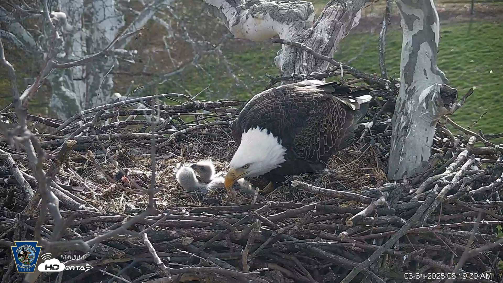 Snapshot of PA Farm Country Eagles Live Cams taken Mar 31, 2026, 8:20am EDT