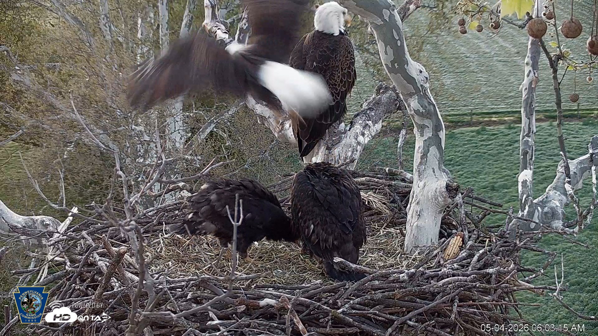 Snapshot of PA Farm Country Eagles Live Cams taken May 4, 2026, 6:04am EDT