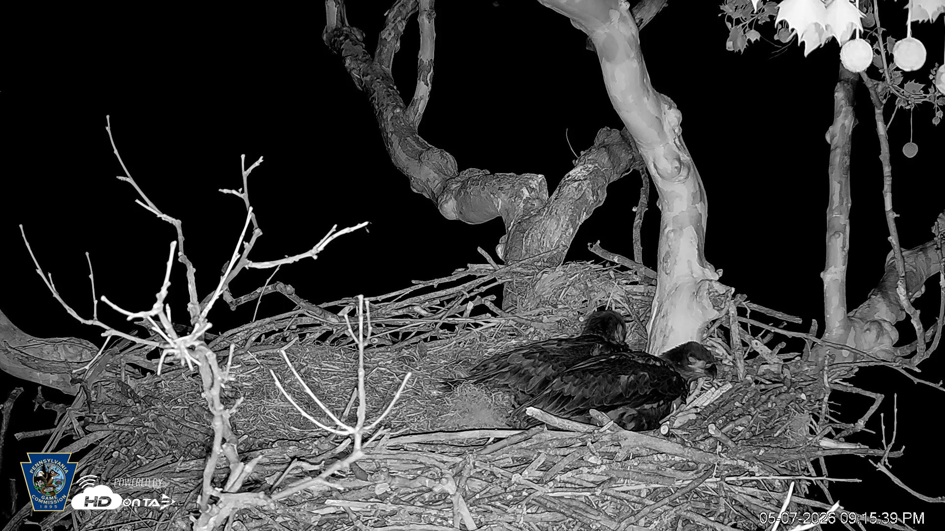 Snapshot of PA Farm Country Eagles Live Cams taken May 7, 2026, 9:17pm EDT