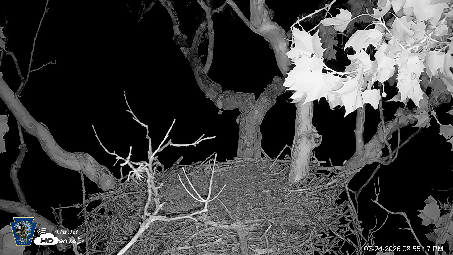 Snapshot of PA Farm Country Eagles Live Cams taken Jul 24, 2026, 8:57pm EDT