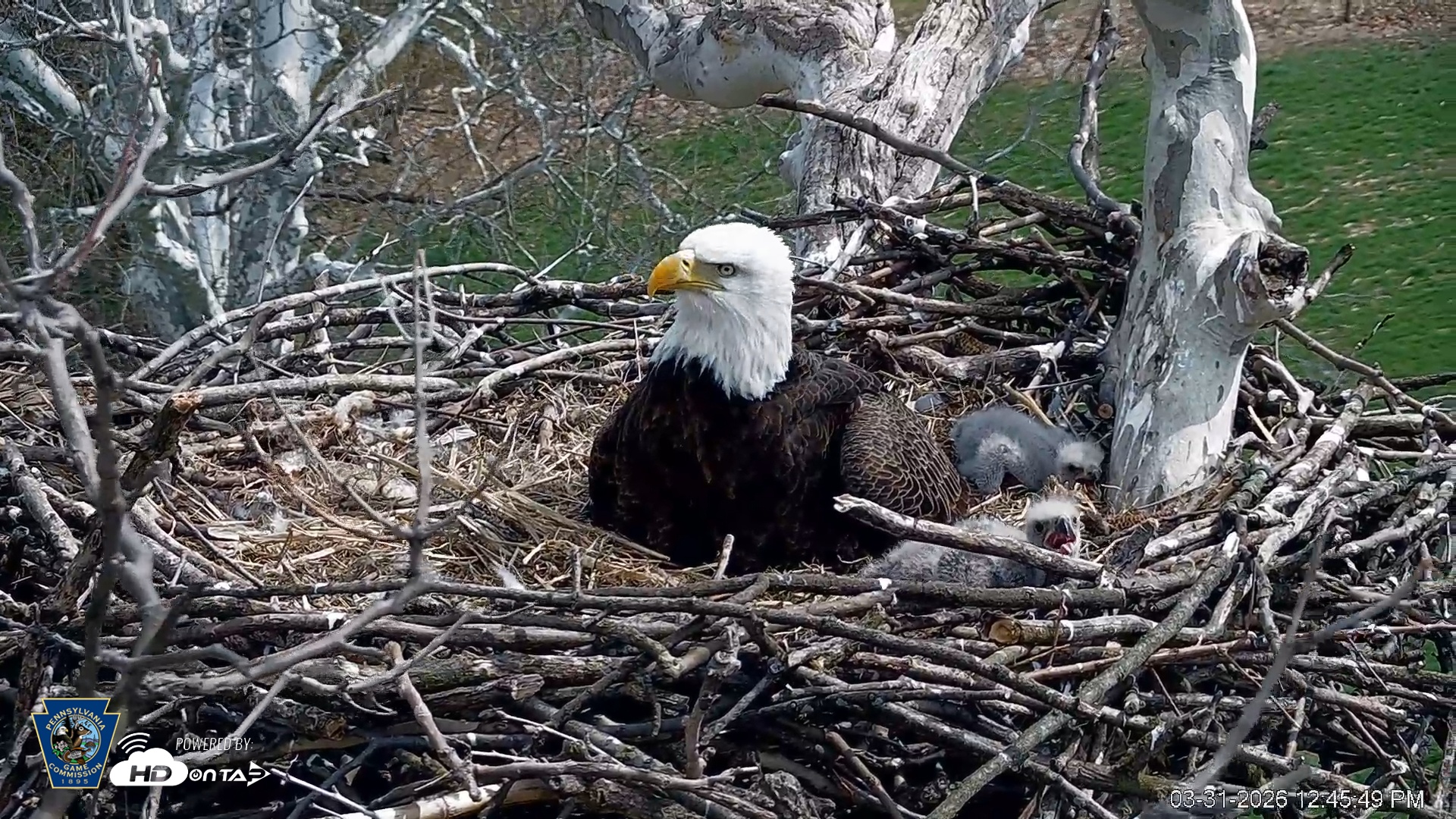 Snapshot of PA Farm Country Eagles Live Cams taken Mar 31, 2026, 12:46pm EDT