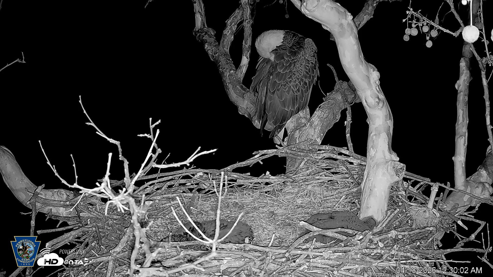 Snapshot of PA Farm Country Eagles Live Cams taken Apr 18, 2026, 12:31am EDT