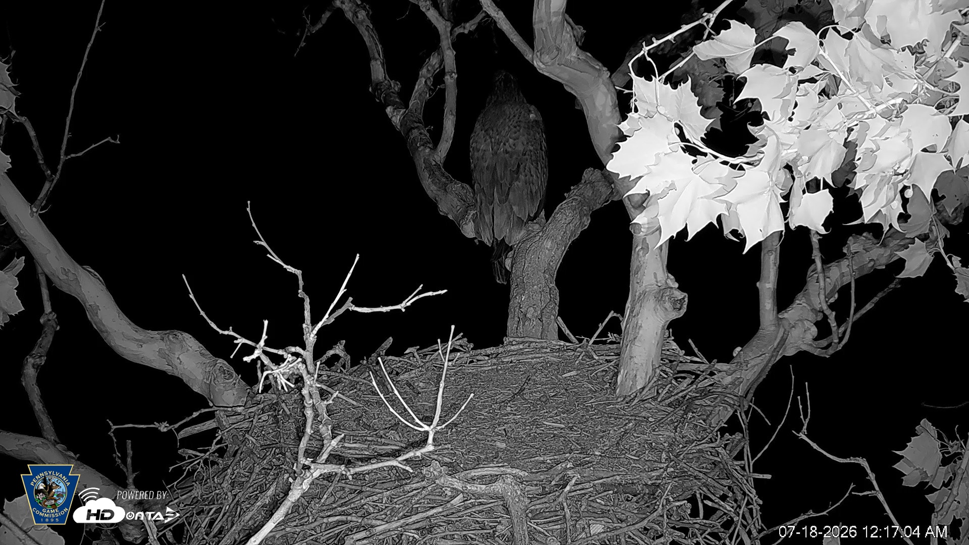Snapshot of PA Farm Country Eagles Live Cams taken Jul 18, 2026, 12:18am EDT