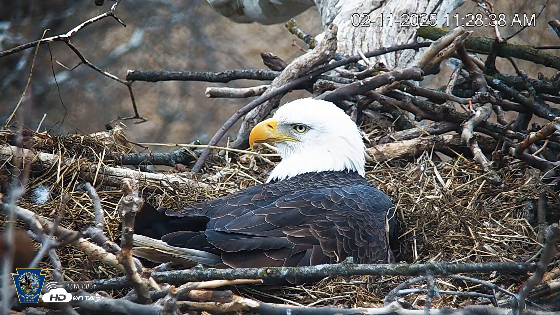 Snapshot of PA Farm Country Eagles Live Cams taken Feb 11, 2025, 11:29am EST