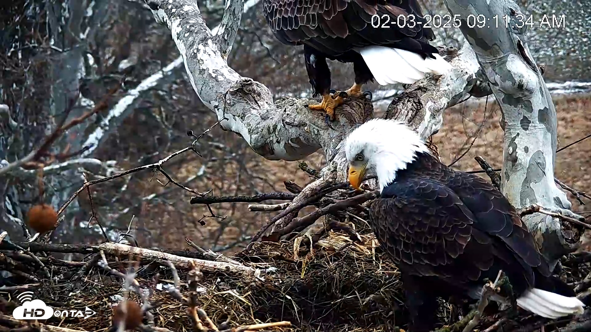 Snapshot of PA Farm Country Eagles Live Cams taken Feb 3, 2025, 9:12am EST
