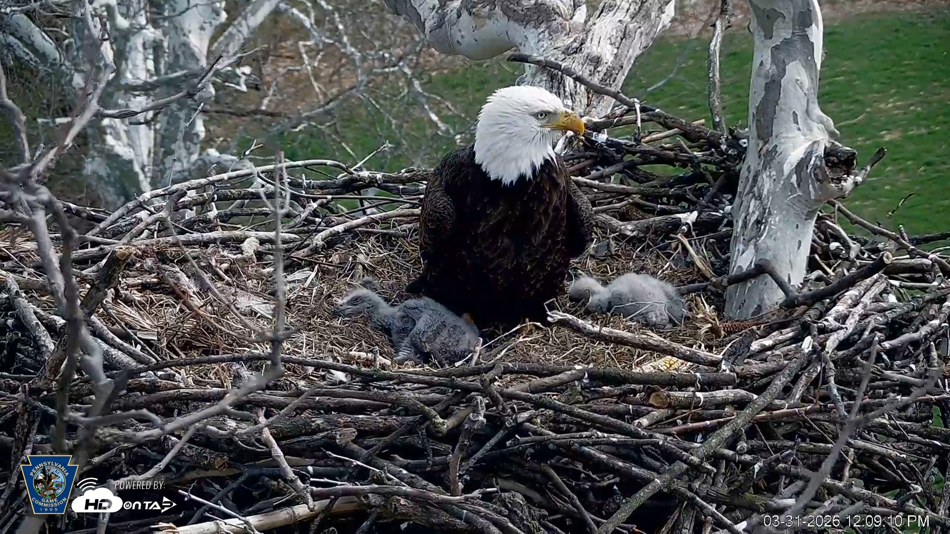 Snapshot of PA Farm Country Eagles Live Cams taken Mar 31, 2026, 12:09pm EDT