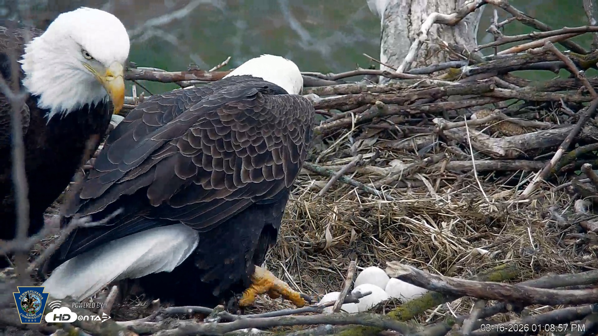 Snapshot of PA Farm Country Eagles Live Cams taken Mar 16, 2026, 1:09pm EDT