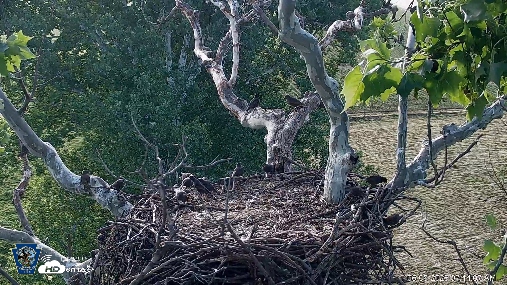 Snapshot of PA Farm Country Eagles Live Cams taken Jun 8, 2026, 7:15am EDT