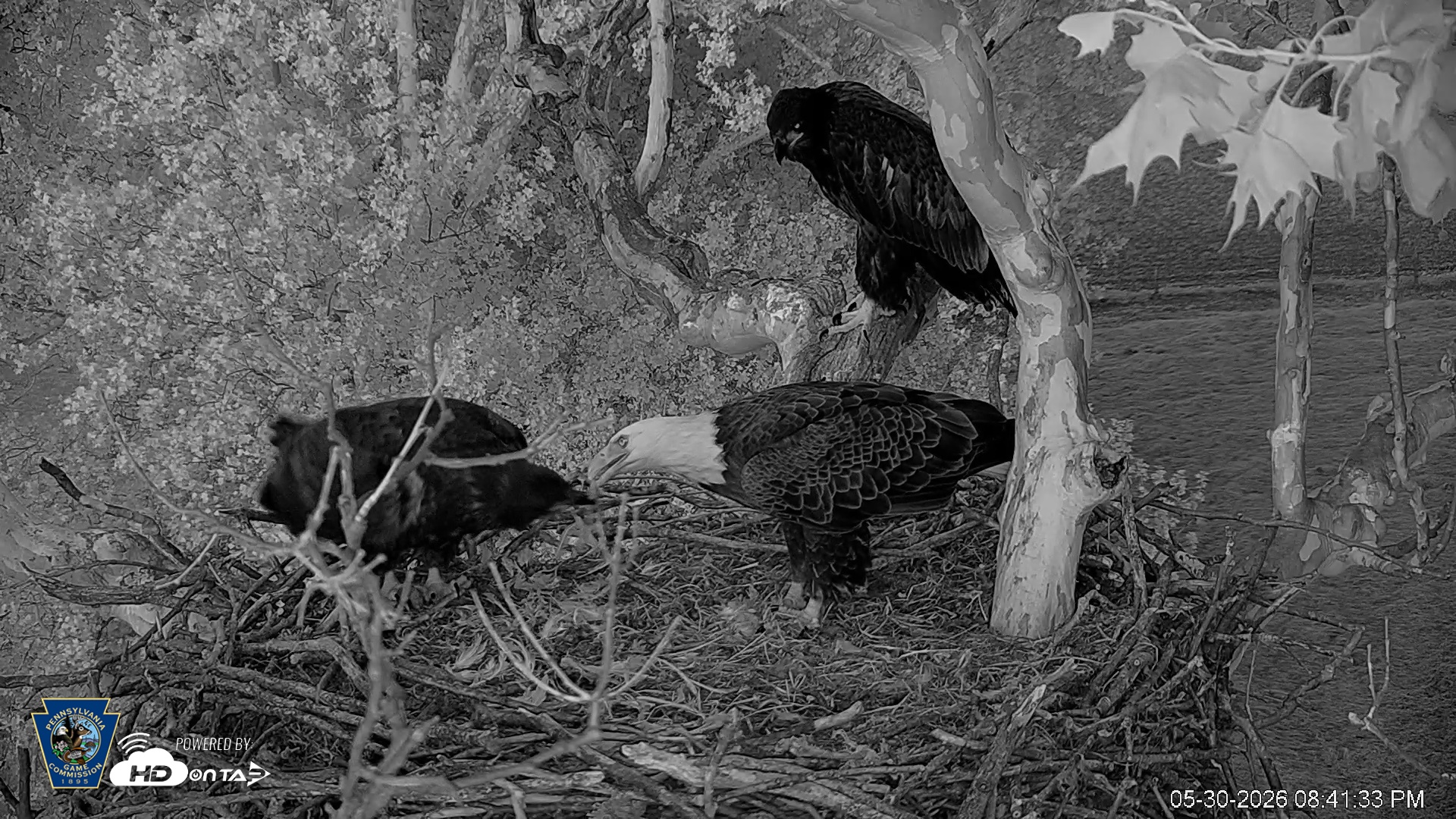 Snapshot of PA Farm Country Eagles Live Cams taken May 30, 2026, 8:42pm EDT