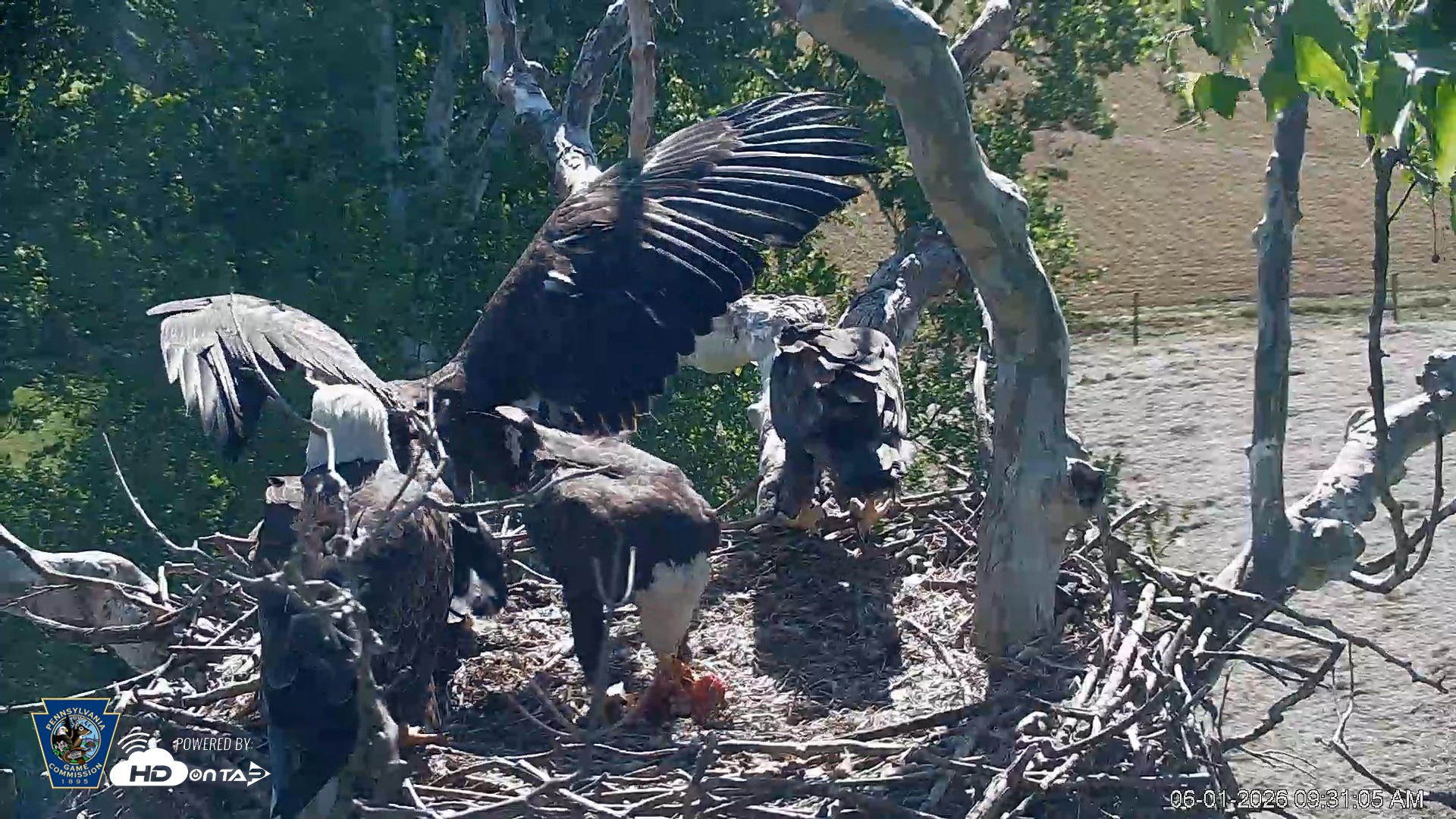 Snapshot of PA Farm Country Eagles Live Cams taken Jun 1, 2026, 9:31am EDT