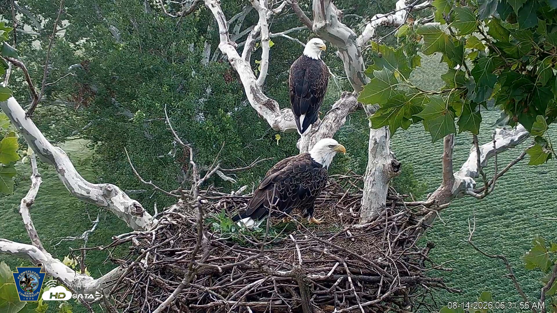 Snapshot of PA Farm Country Eagles Live Cams taken Aug 14, 2026, 6:32am EDT