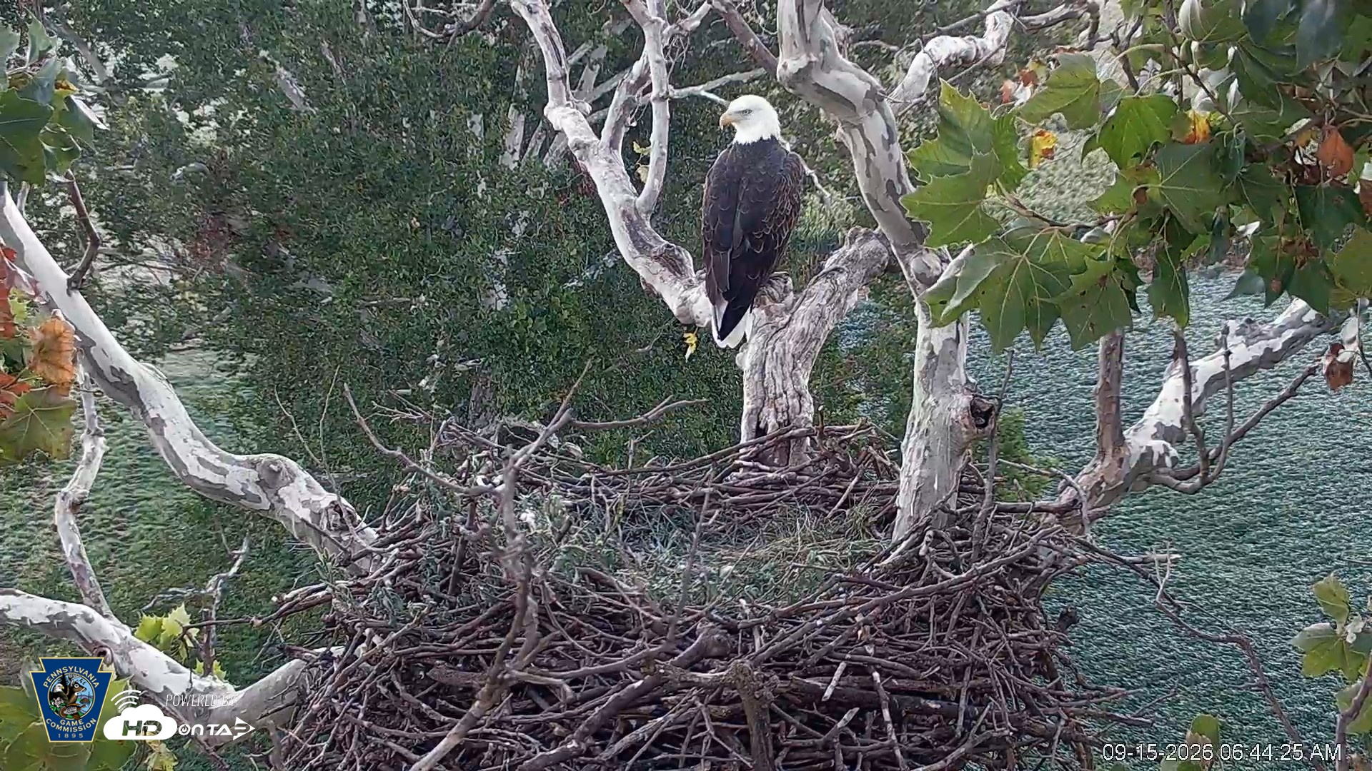 Snapshot of PA Farm Country Eagles Live Cams taken Sep 15, 2026, 6:45am EDT
