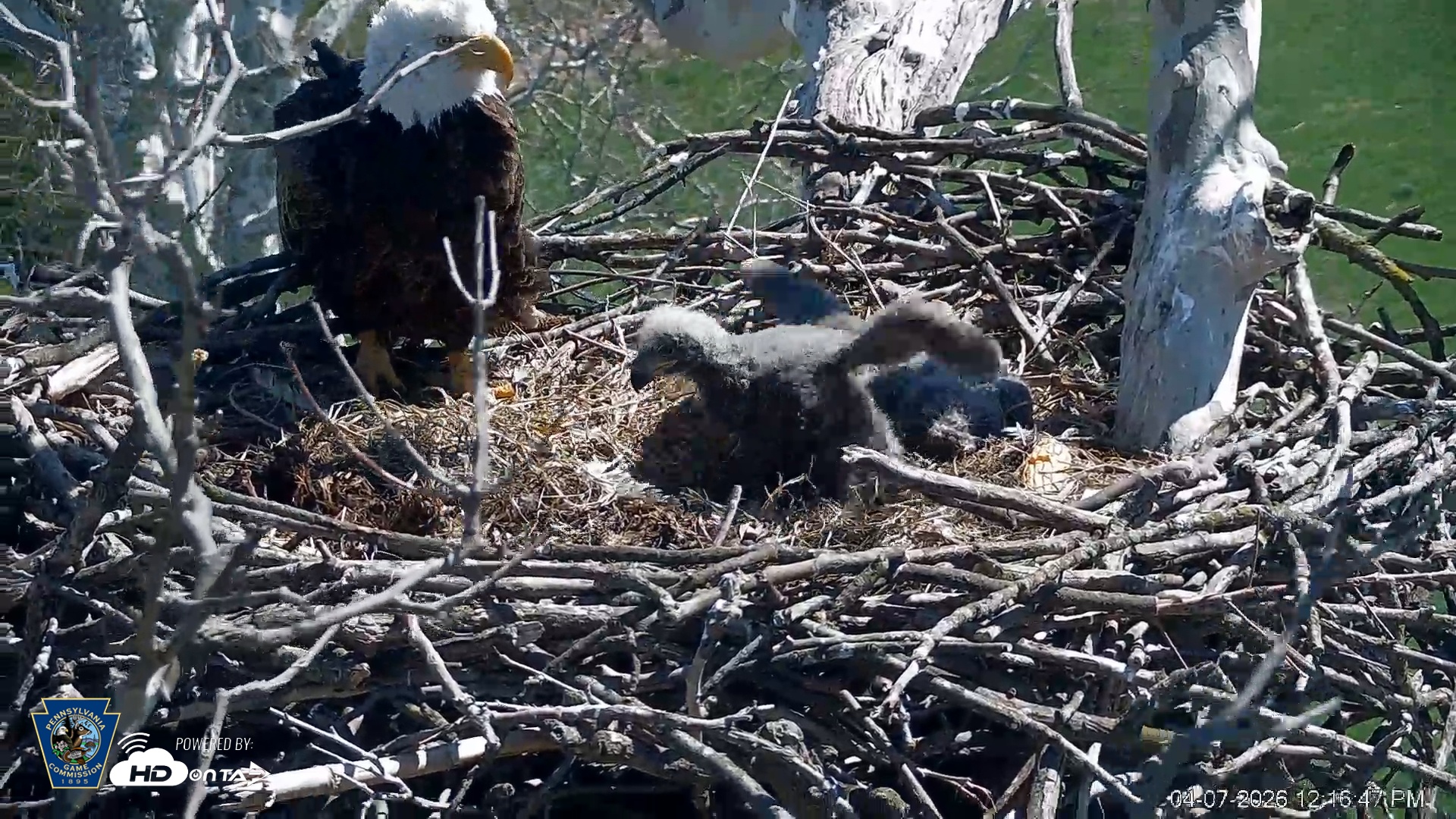 Snapshot of PA Farm Country Eagles Live Cams taken Apr 7, 2026, 12:18pm EDT