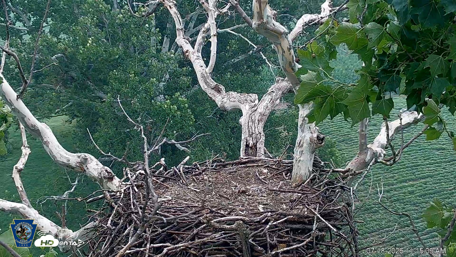 Snapshot of PA Farm Country Eagles Live Cams taken Jul 18, 2026, 11:15am EDT