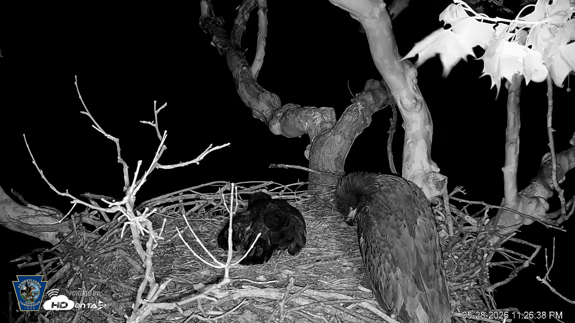 Snapshot of PA Farm Country Eagles Live Cams taken May 28, 2026, 11:27pm EDT