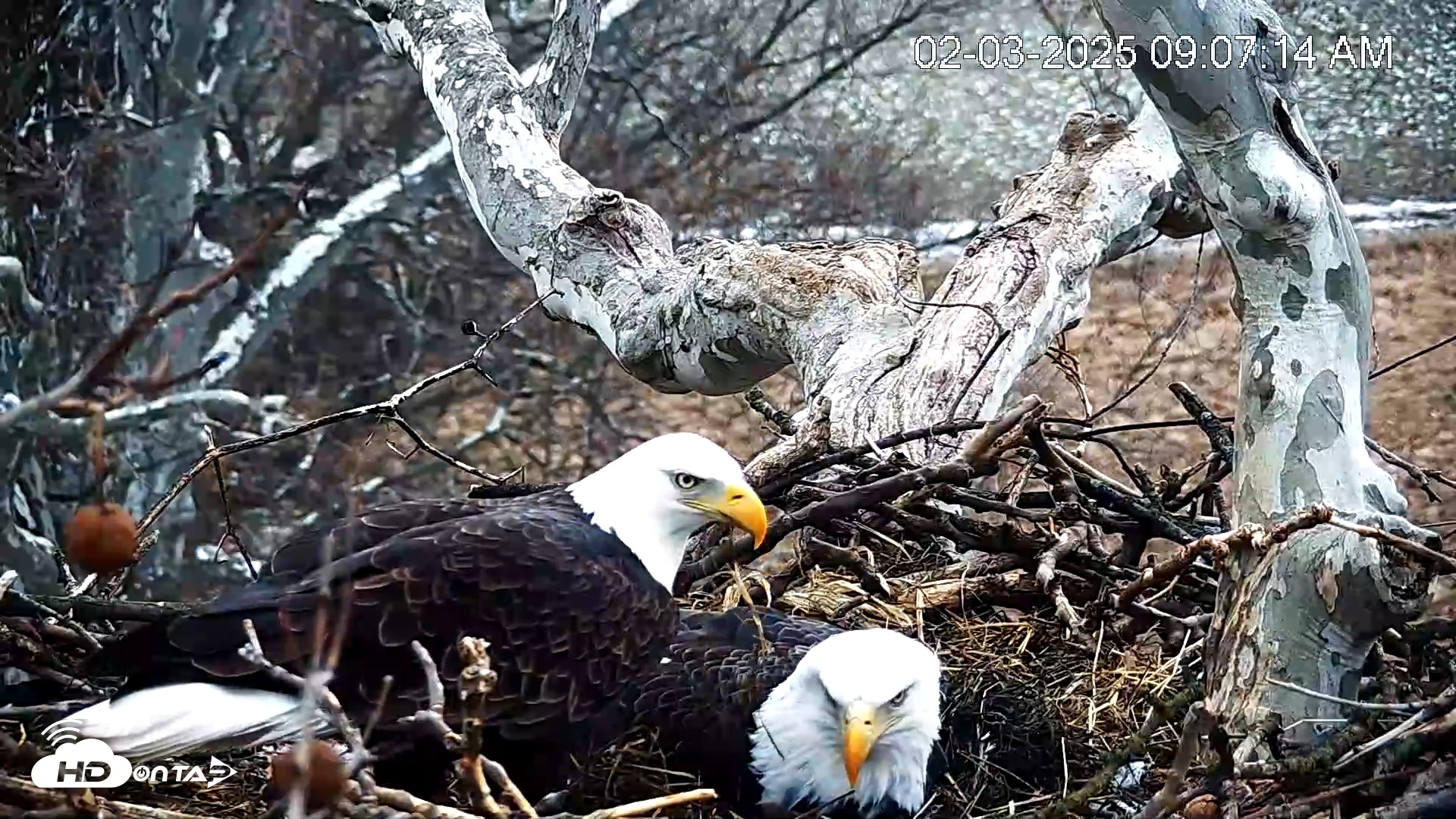 Snapshot of PA Farm Country Eagles Live Cams taken Feb 3, 2025, 9:07am EST