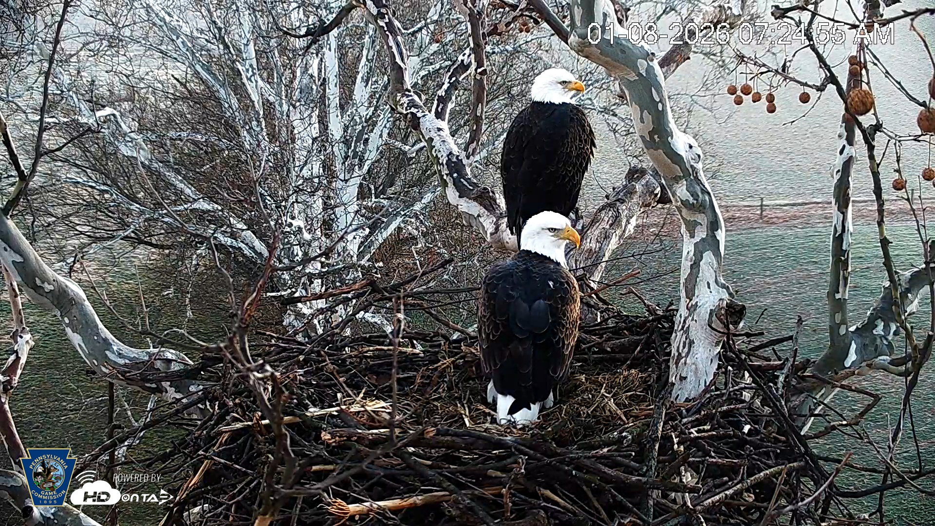 Snapshot of PA Farm Country Eagles Live Cams taken Jan 8, 2026, 7:25am EST