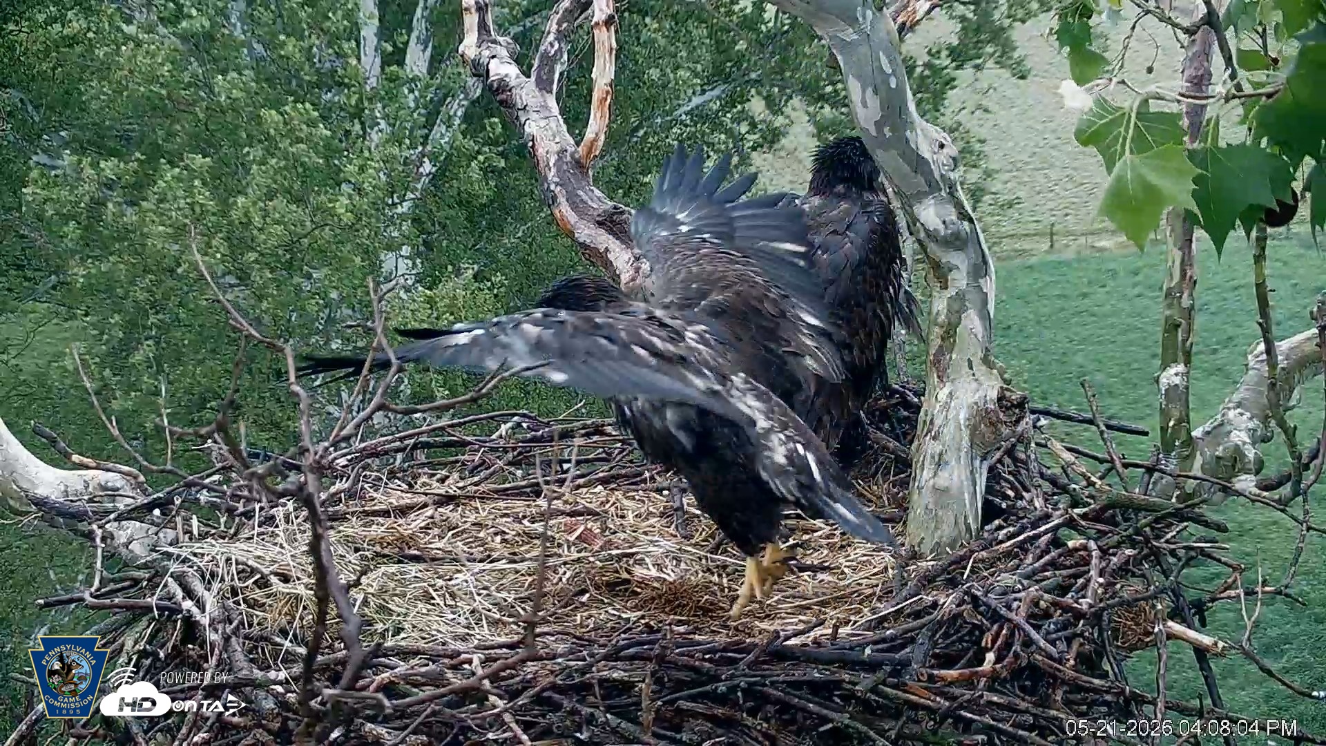 Snapshot of PA Farm Country Eagles Live Cams taken May 21, 2026, 4:08pm EDT