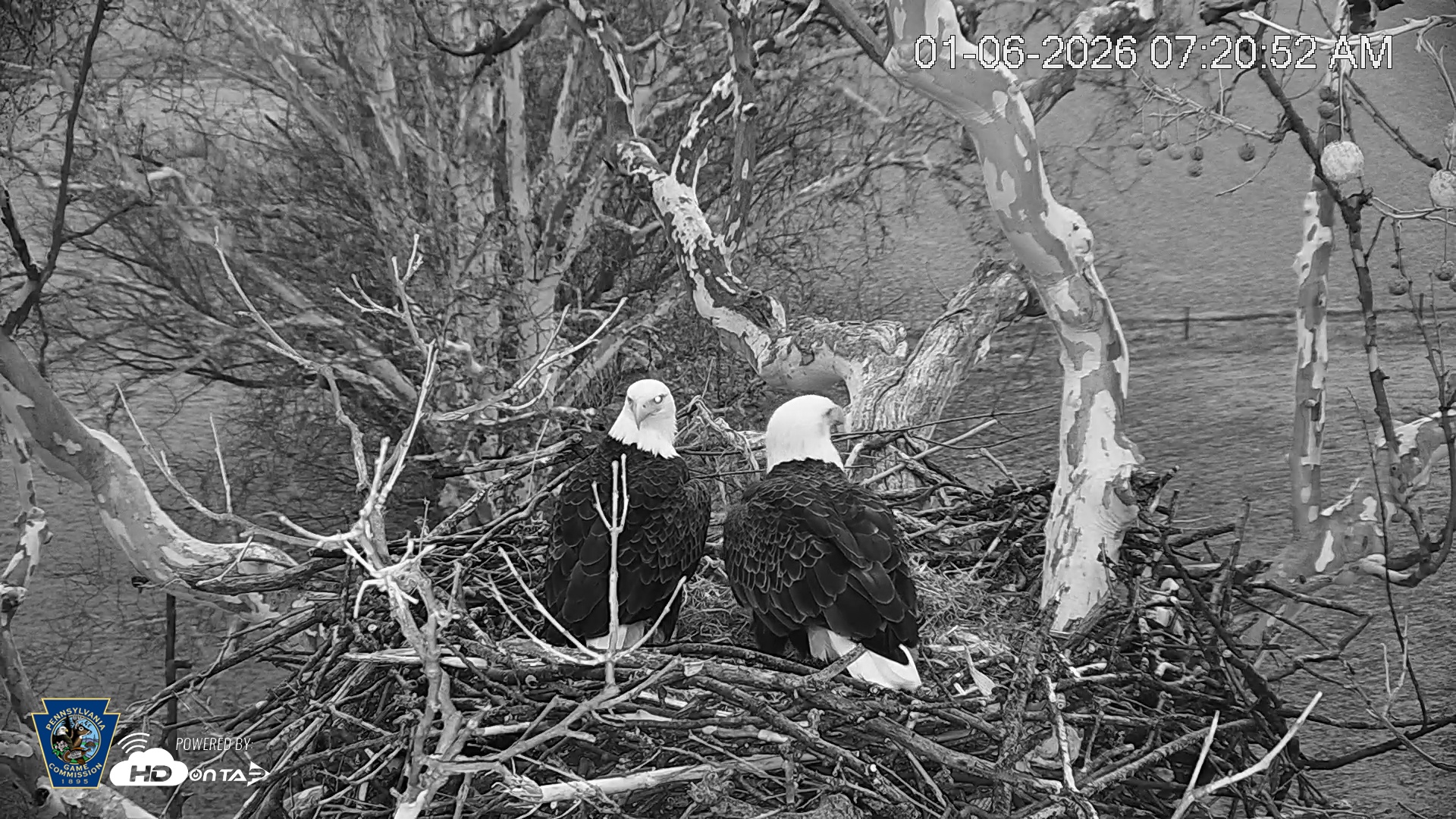 Snapshot of PA Farm Country Eagles Live Cams taken Jan 6, 2026, 7:21am EST