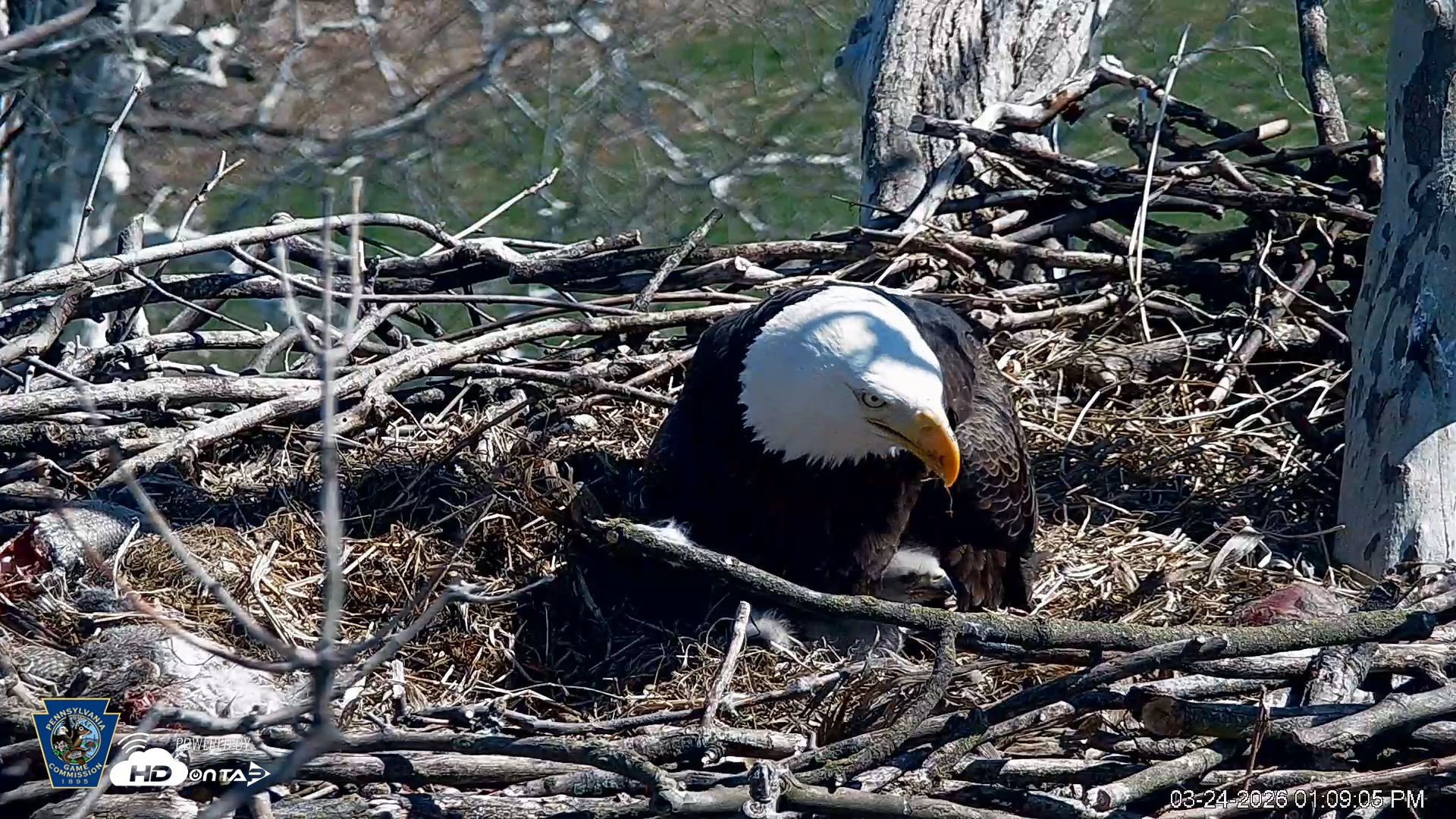 Snapshot of PA Farm Country Eagles Live Cams taken Mar 24, 2026, 1:09pm EDT