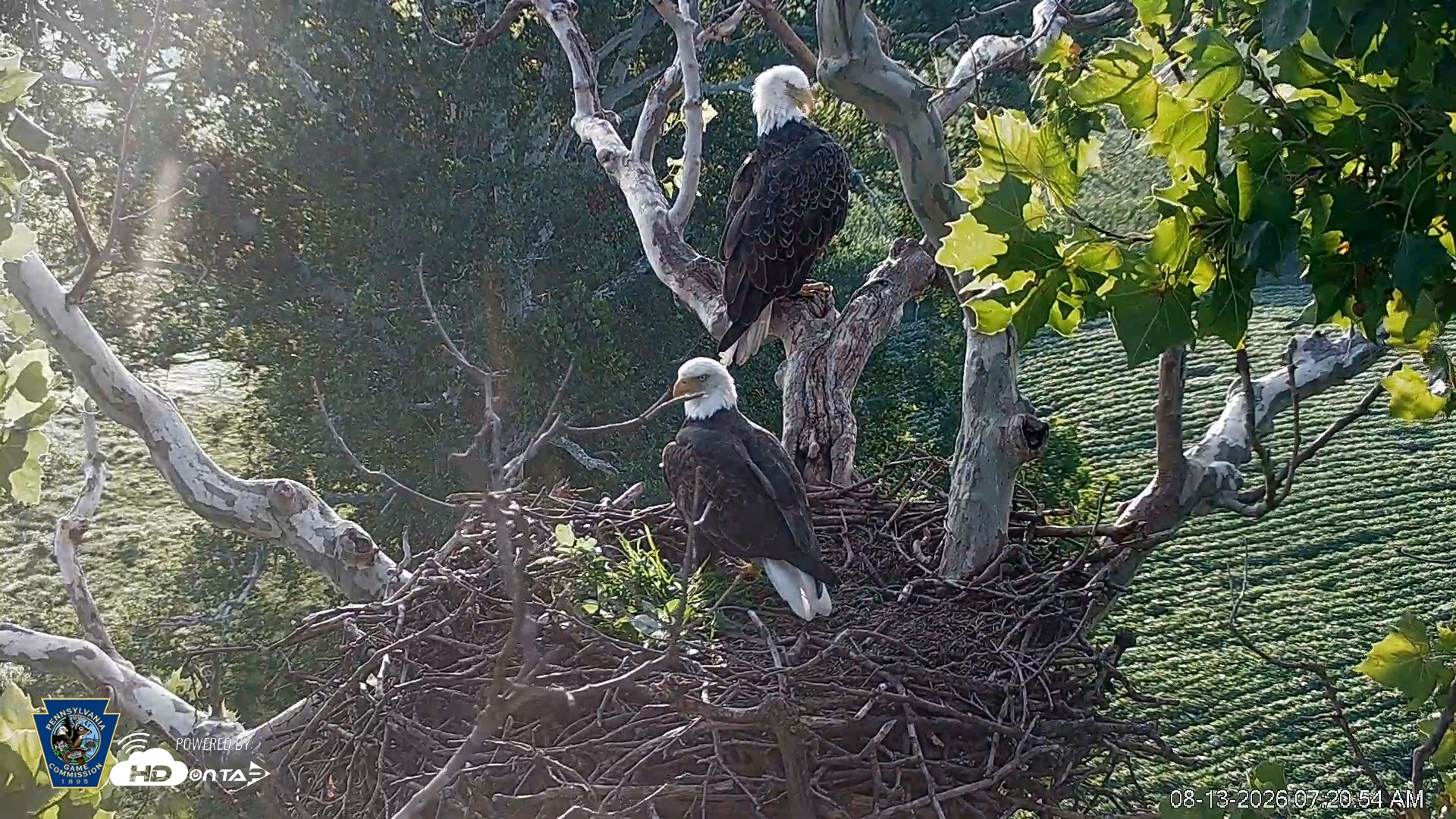 Snapshot of PA Farm Country Eagles Live Cams taken Aug 13, 2026, 7:21am EDT